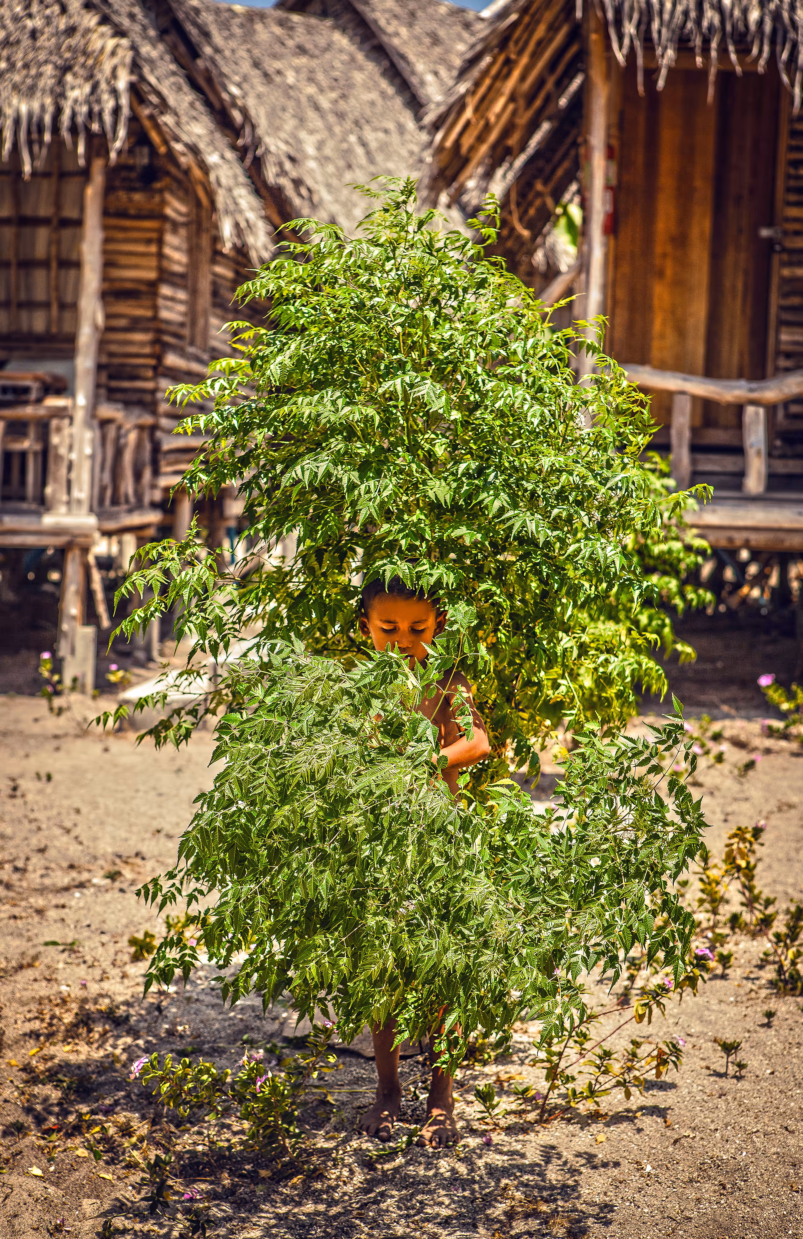 Tree Boy