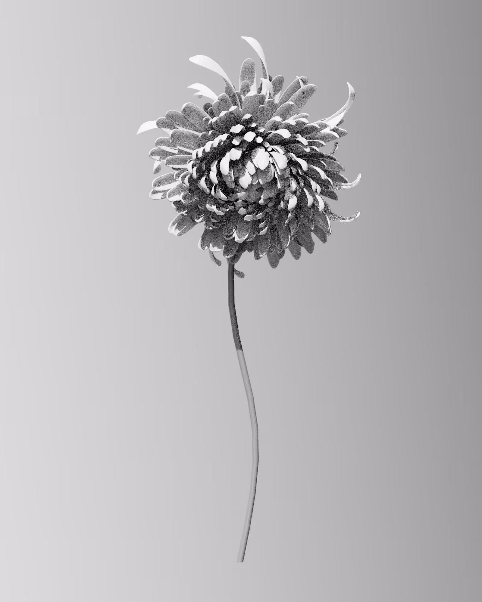 Generative Chrysanthemum