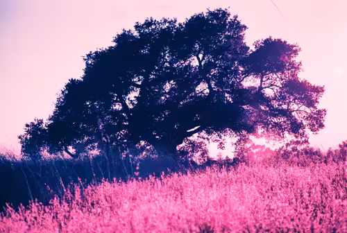 in the shadow of a sweet tree...