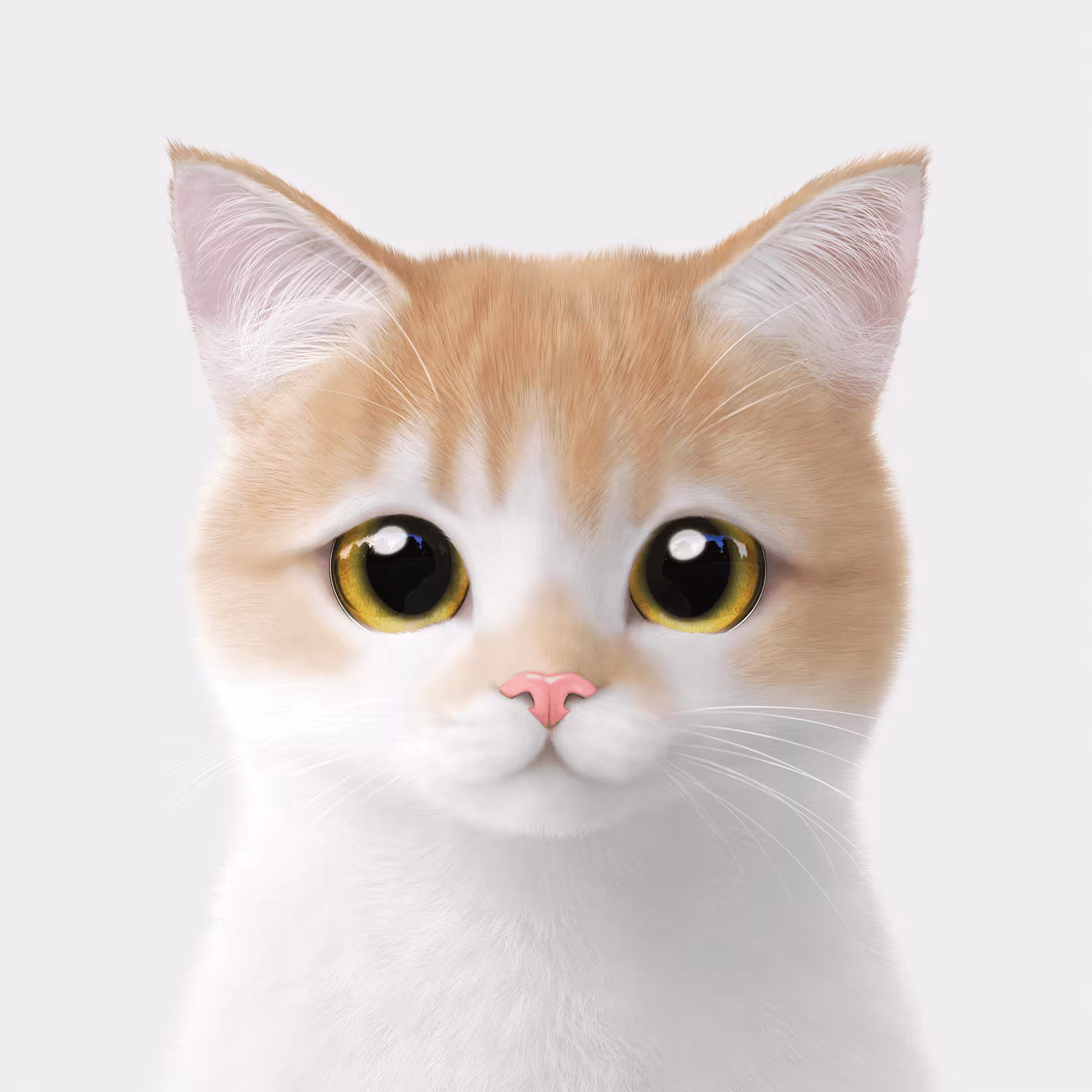 #456 Yuja the British Shorthair