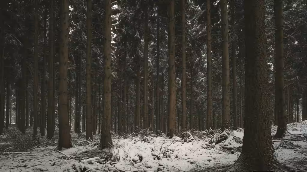 Forest