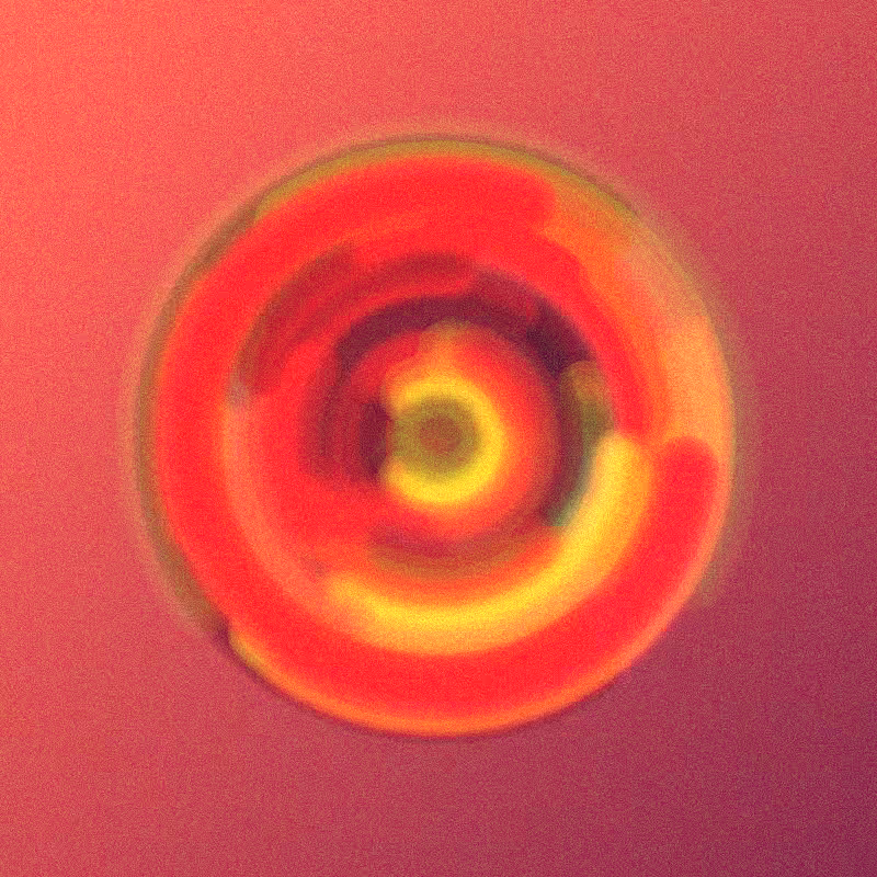 Wisp #669