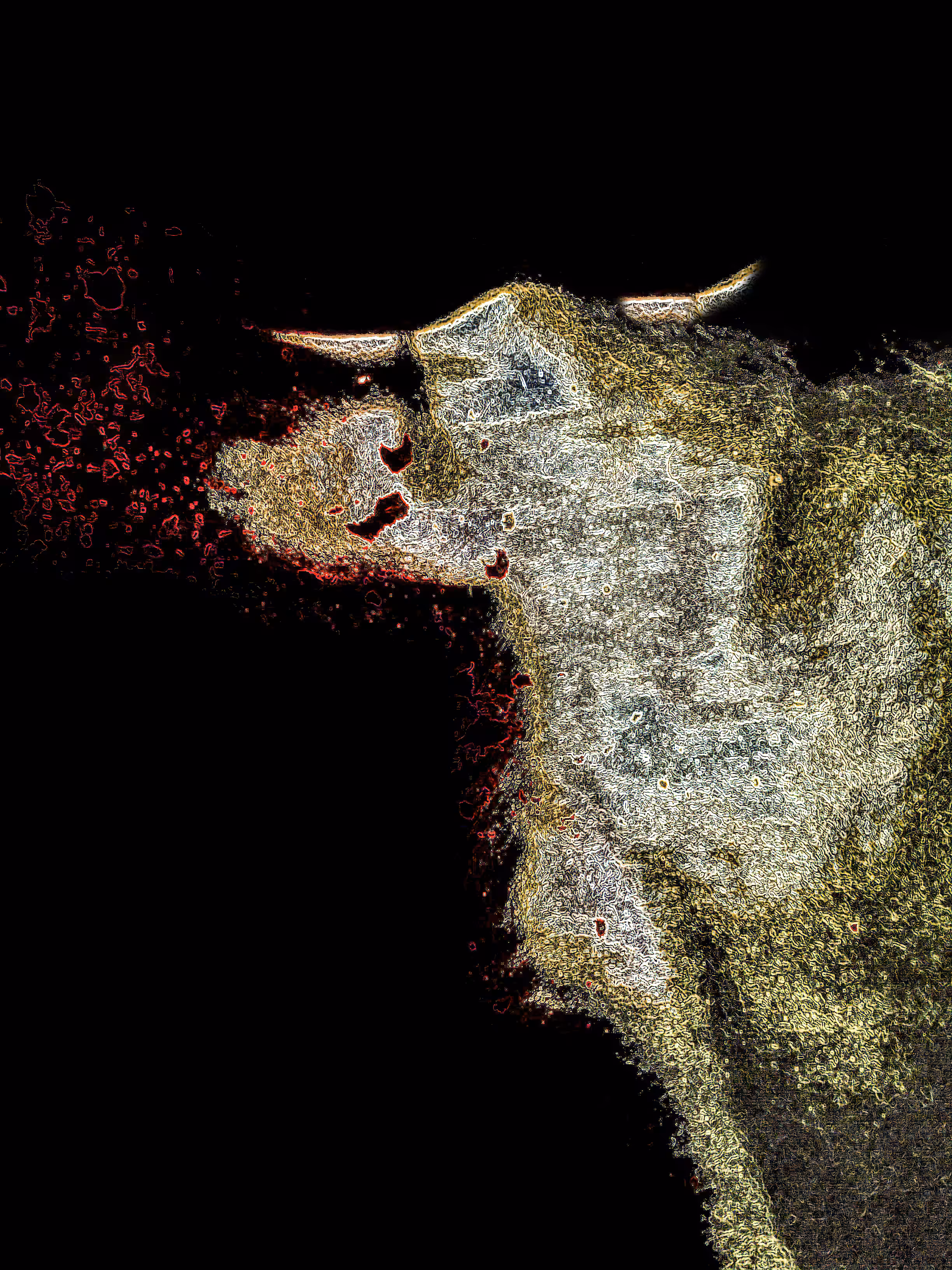 Bull Run