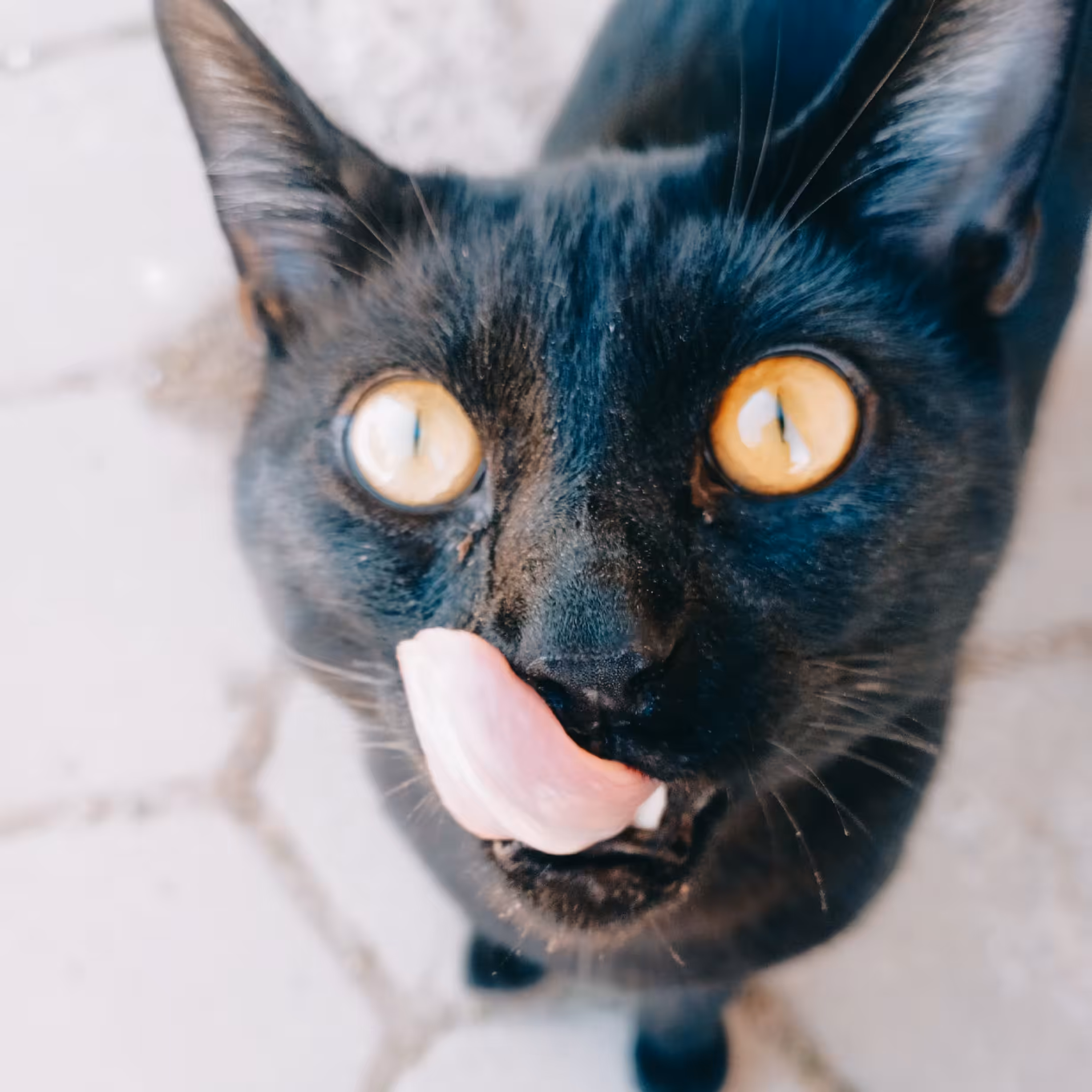 My photography: Behold! The Majestic Derp of Darkness!"