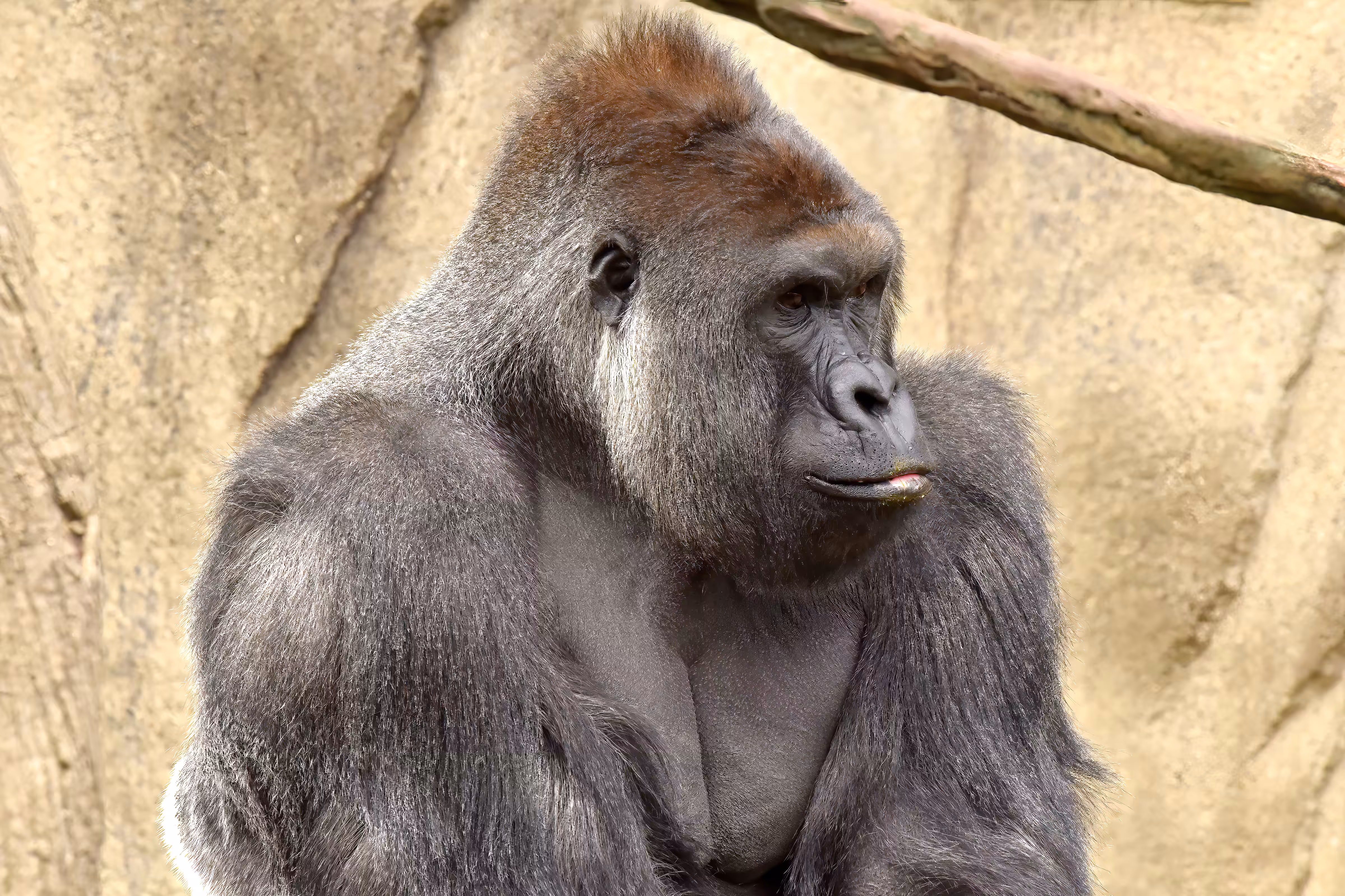 HARAMBE: LEGENDS #355