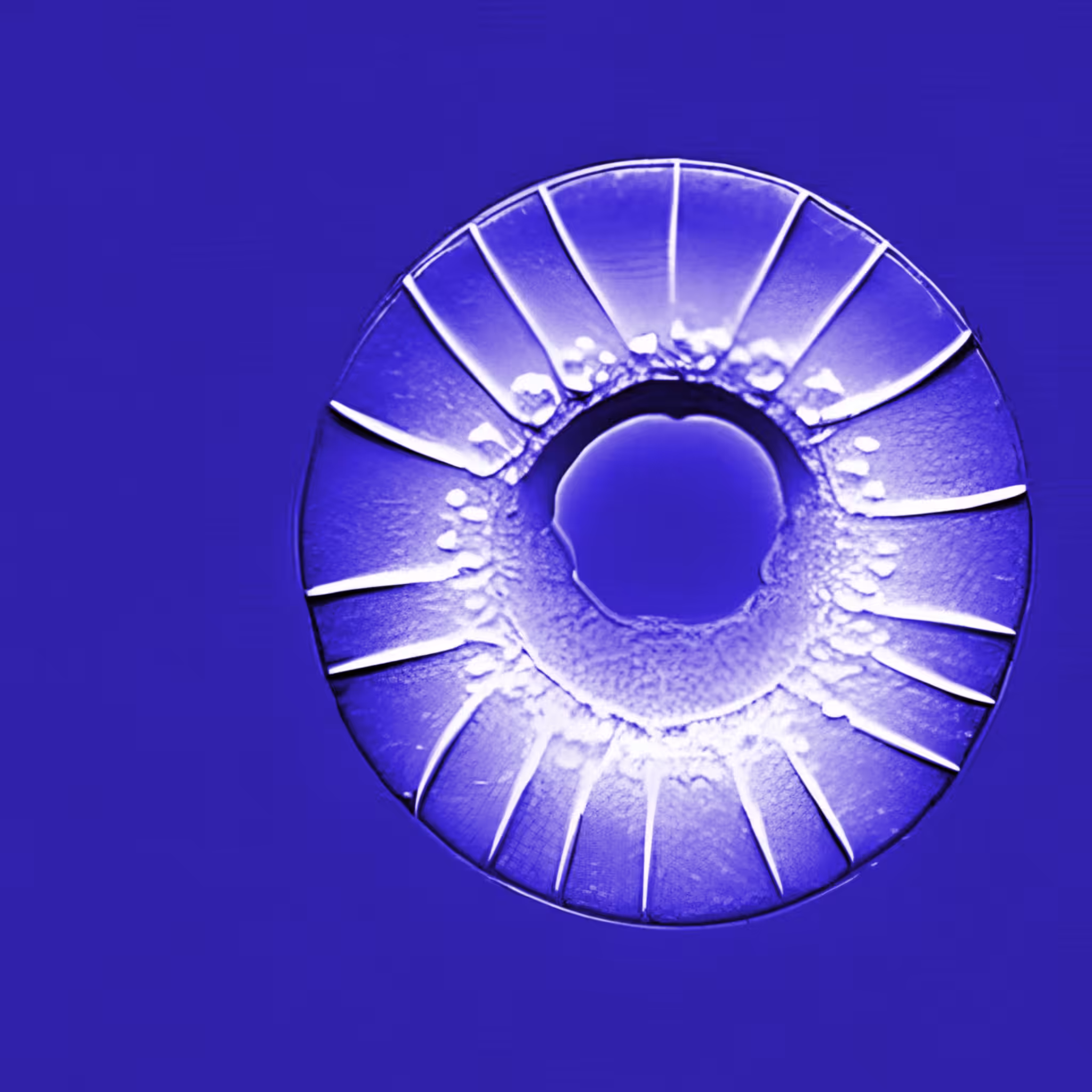 Diatoms #002