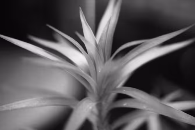 Dark leaf
