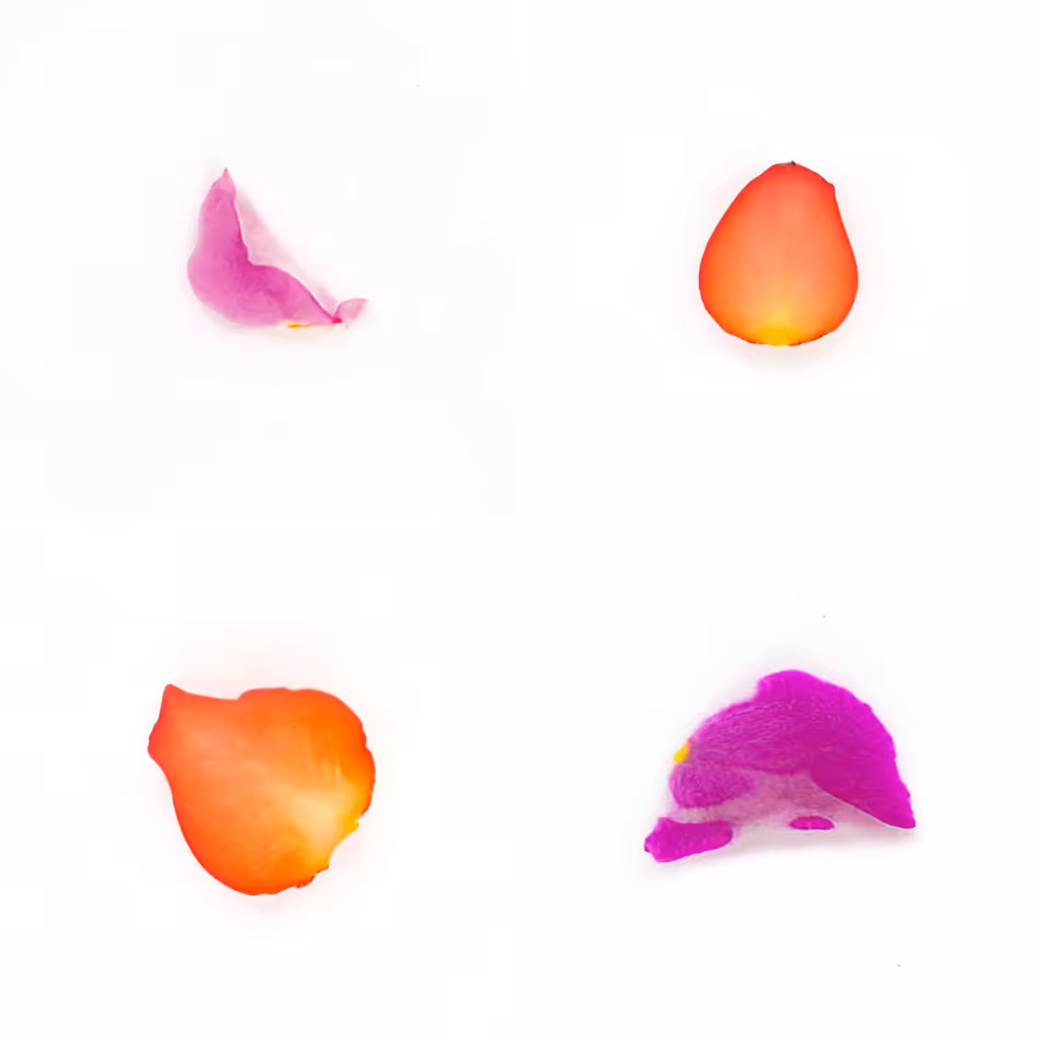 Infinite Petals 2x2#3647