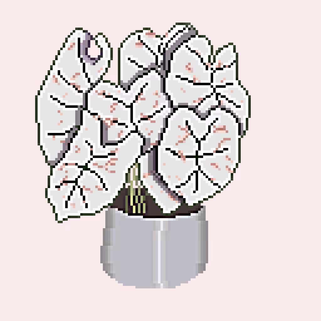 Caladium