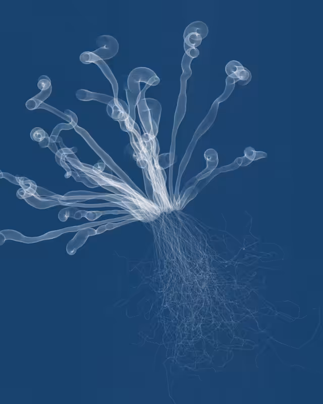 Cyanotypes #75