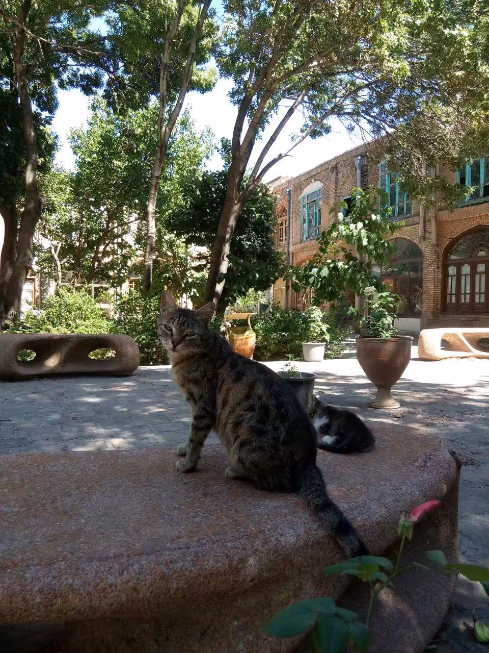 Tabriz market cats