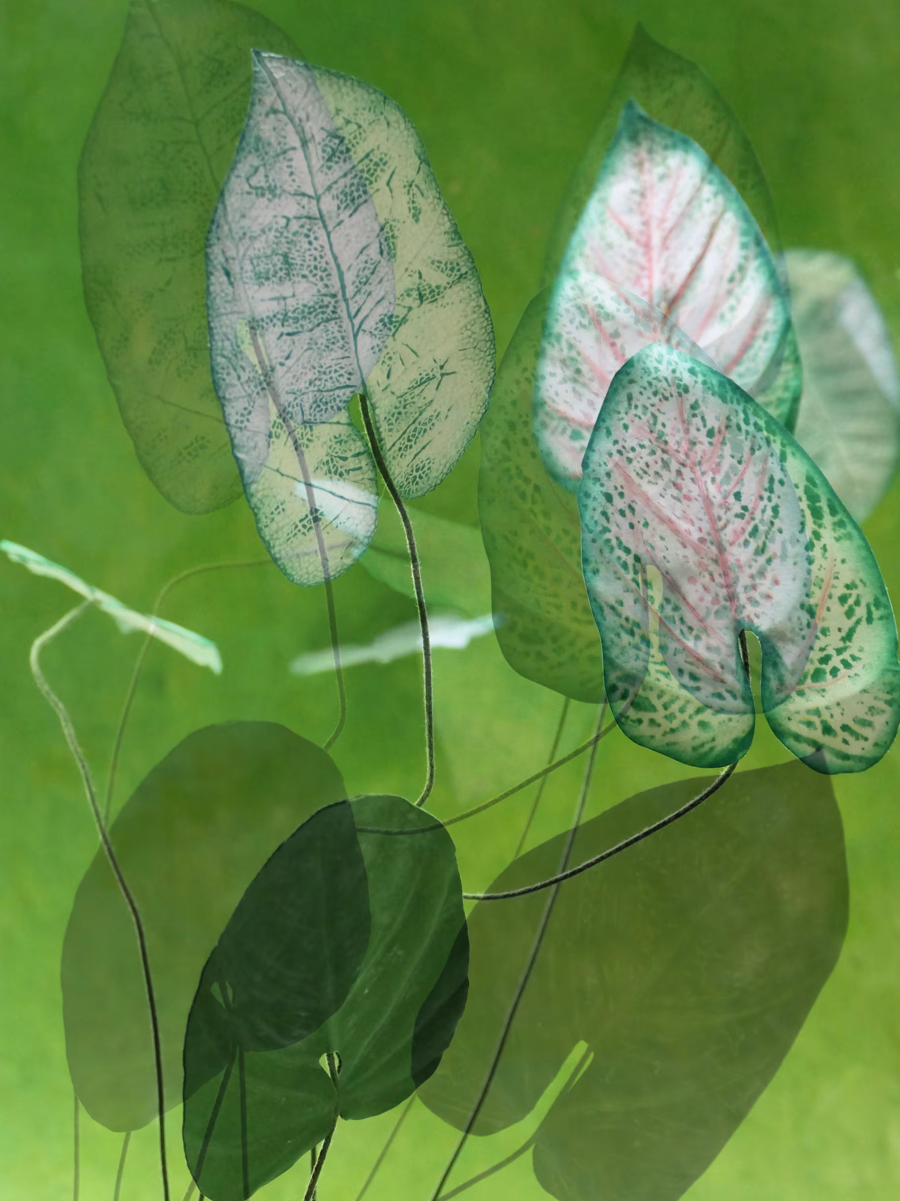 Fleurs d'Artifice (Feuilles)