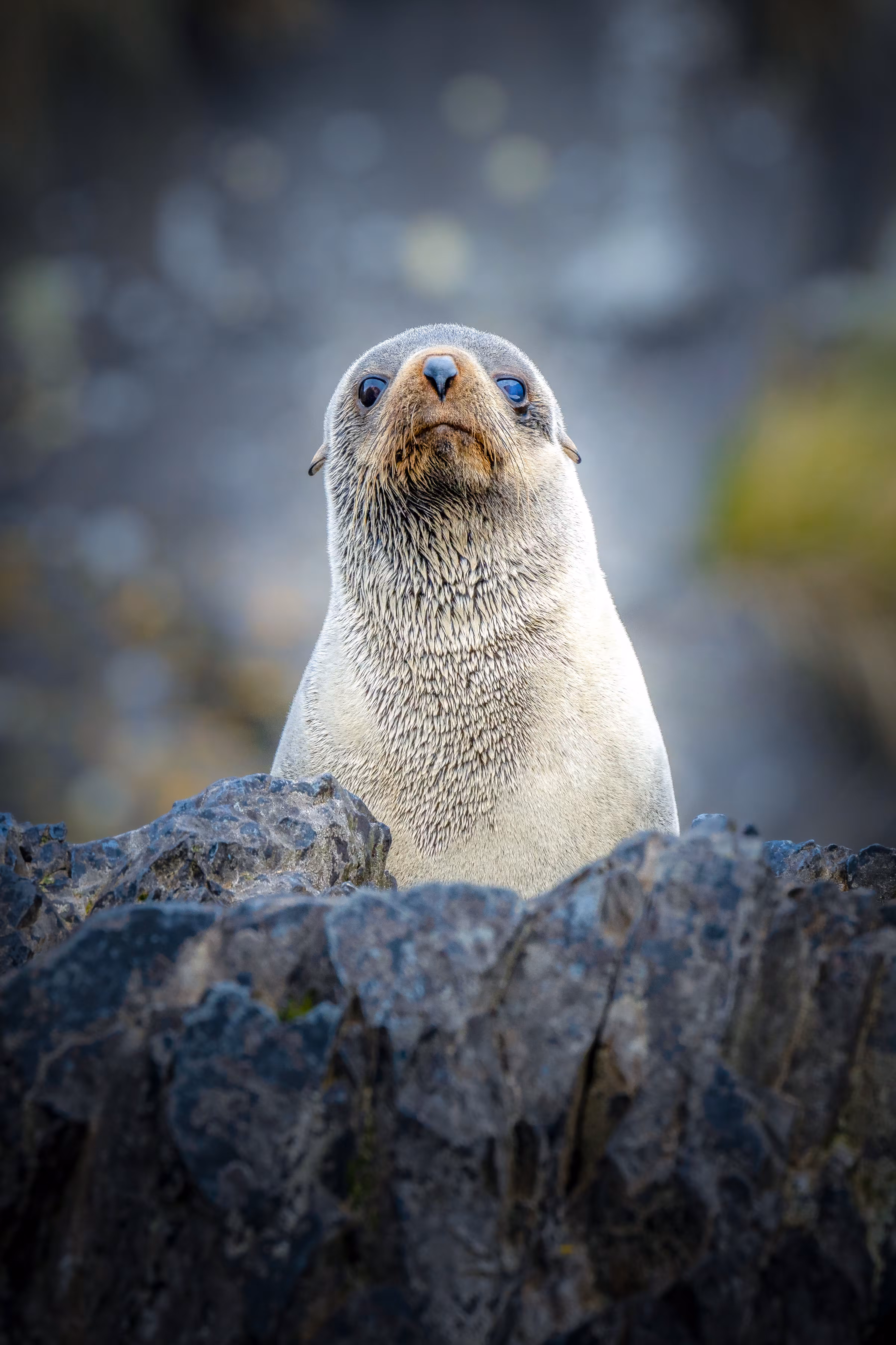 I Seal You