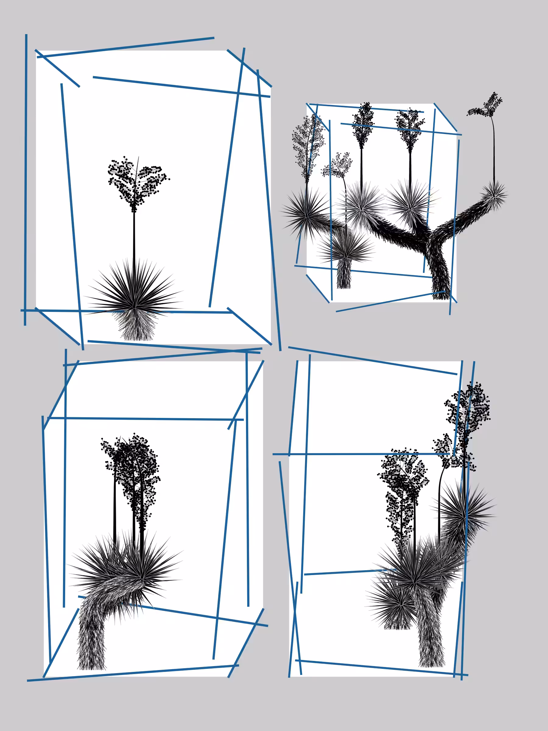 Marfa Yucca #258