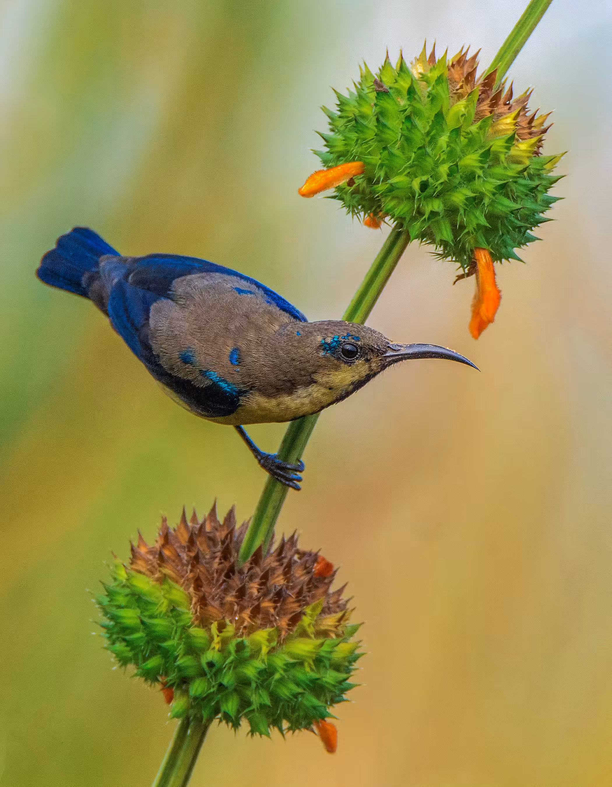 Purple Sunbird (Eclipse plumage)