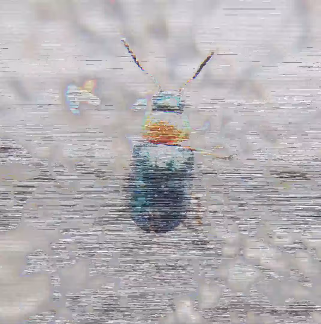 Bug in the system