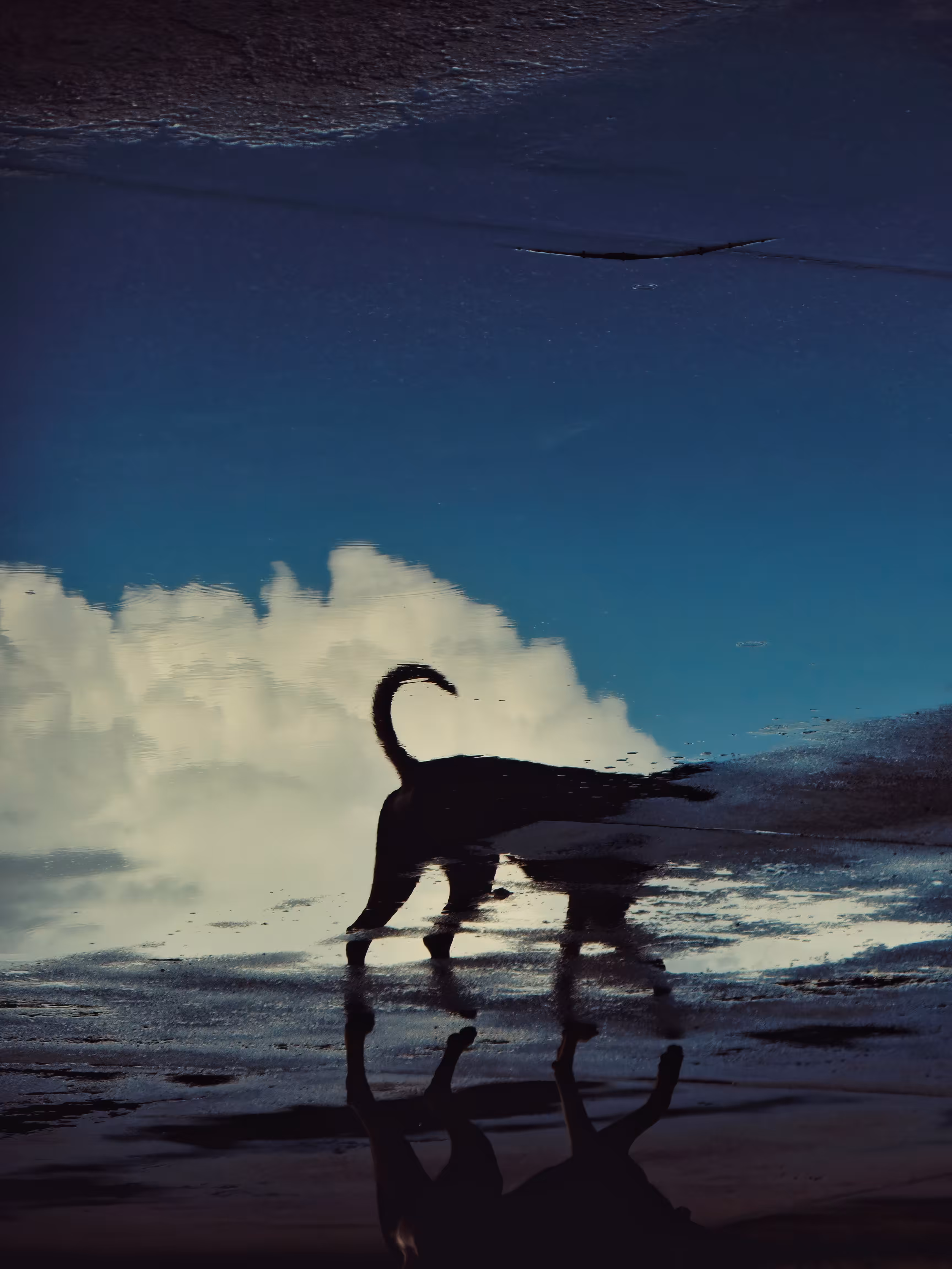dog tail