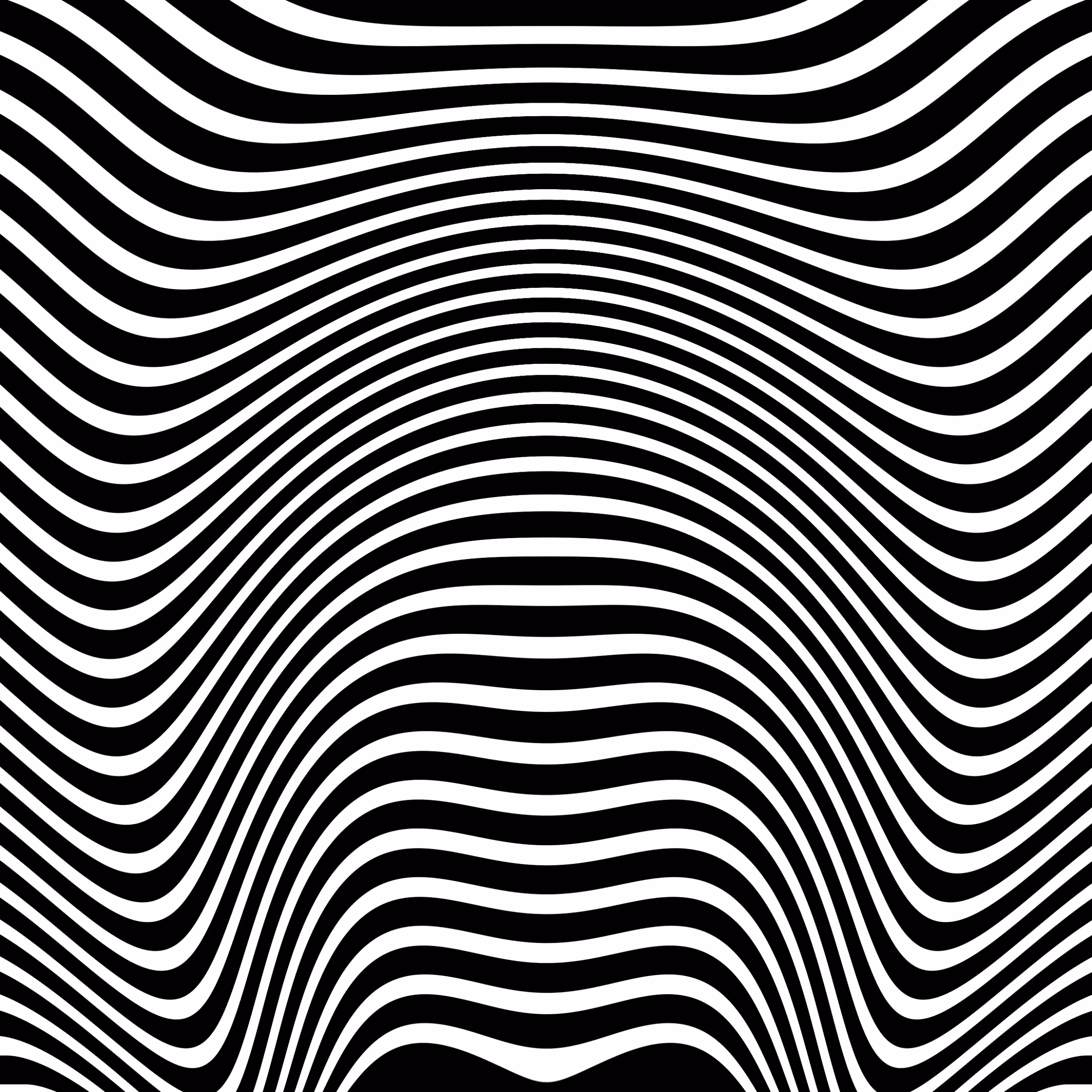 hello zebra #1
