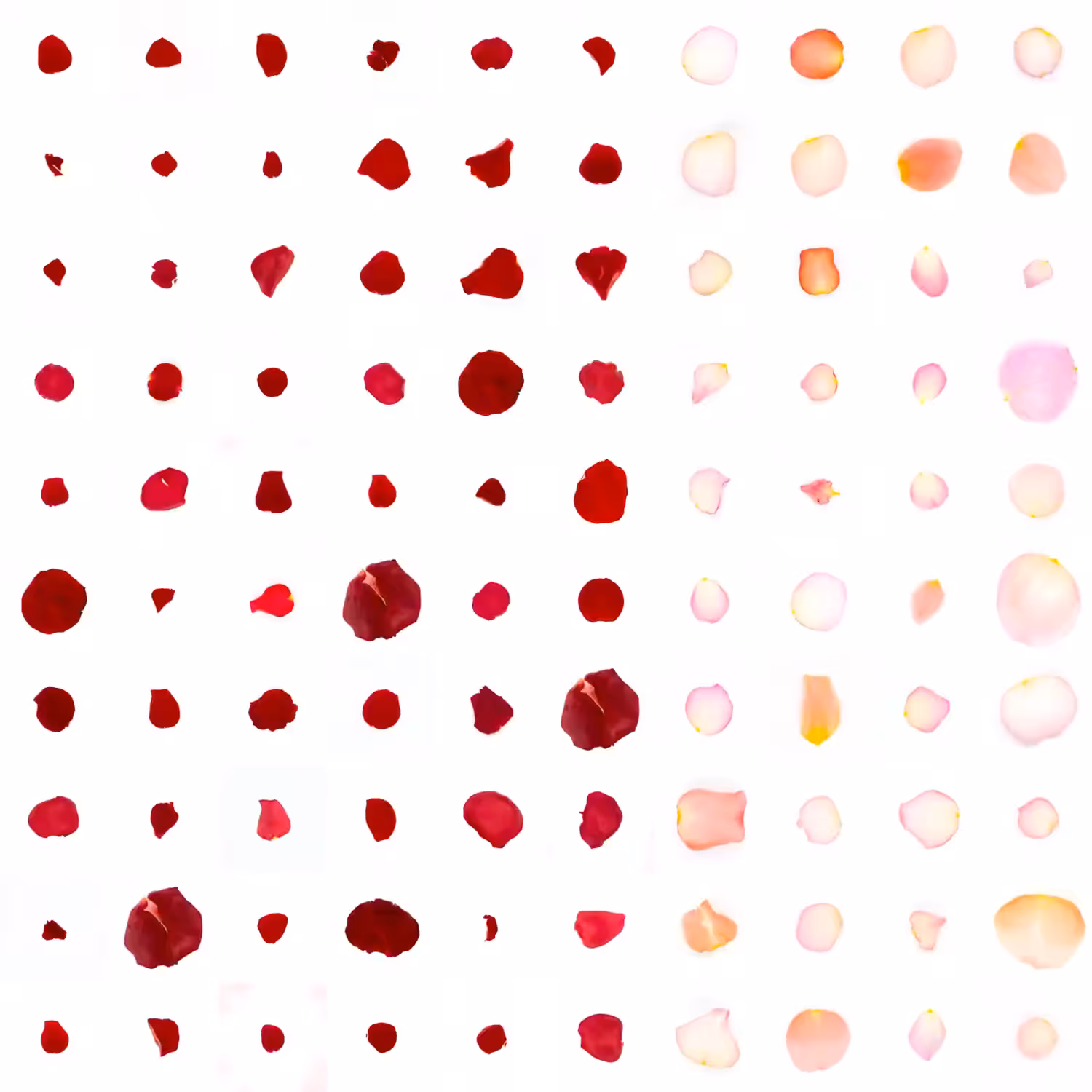Infinite Petals 10x10#10072