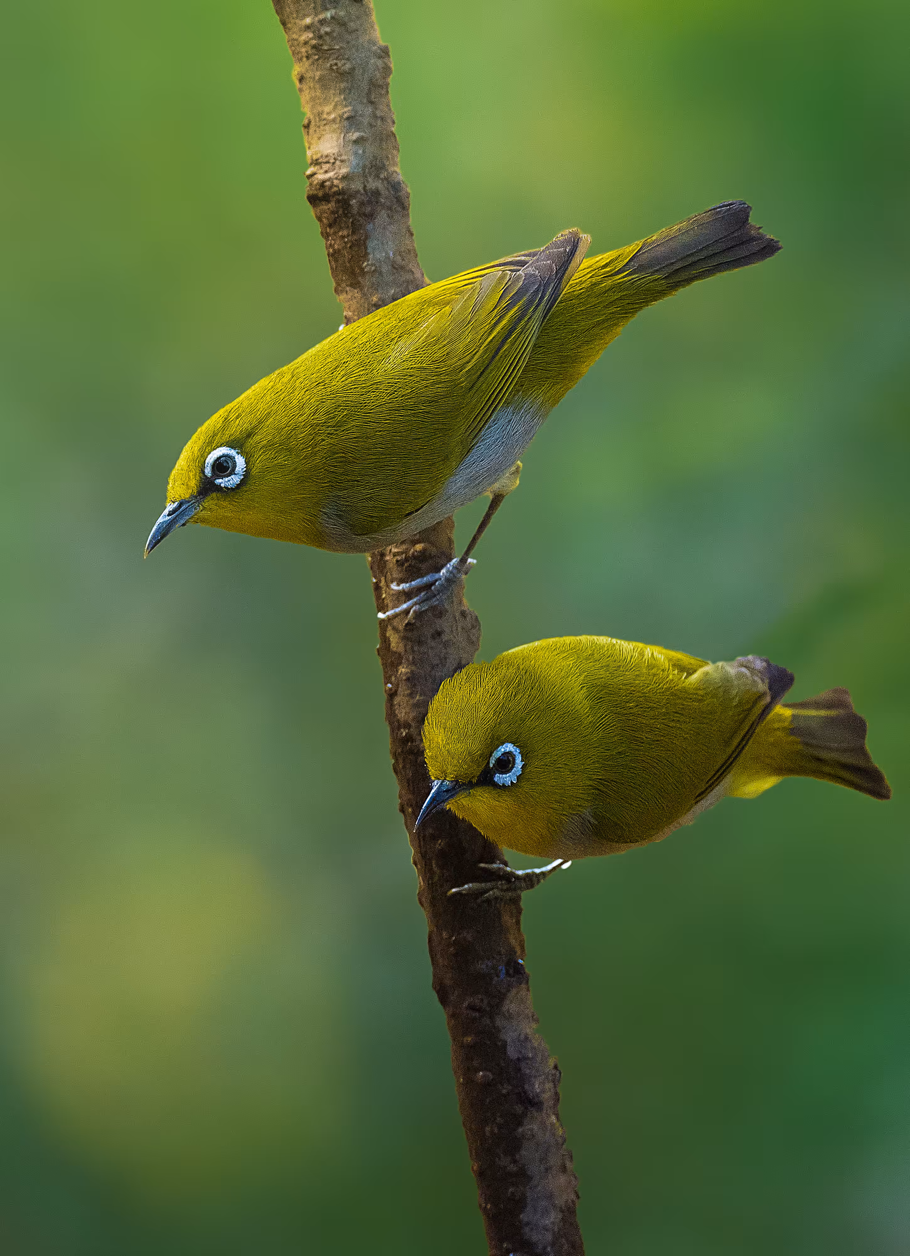 Oriental White Eye