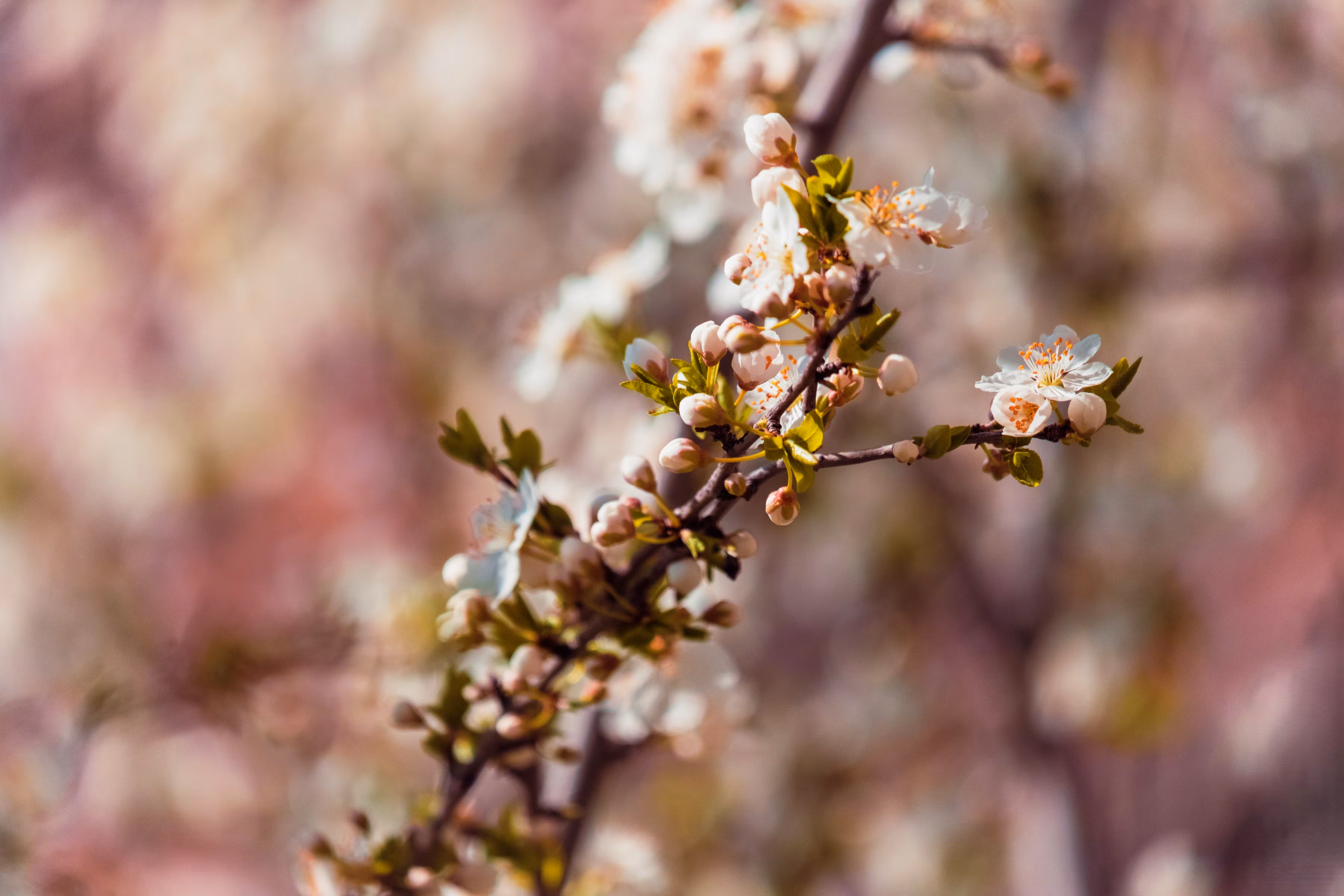Blush of Springtime