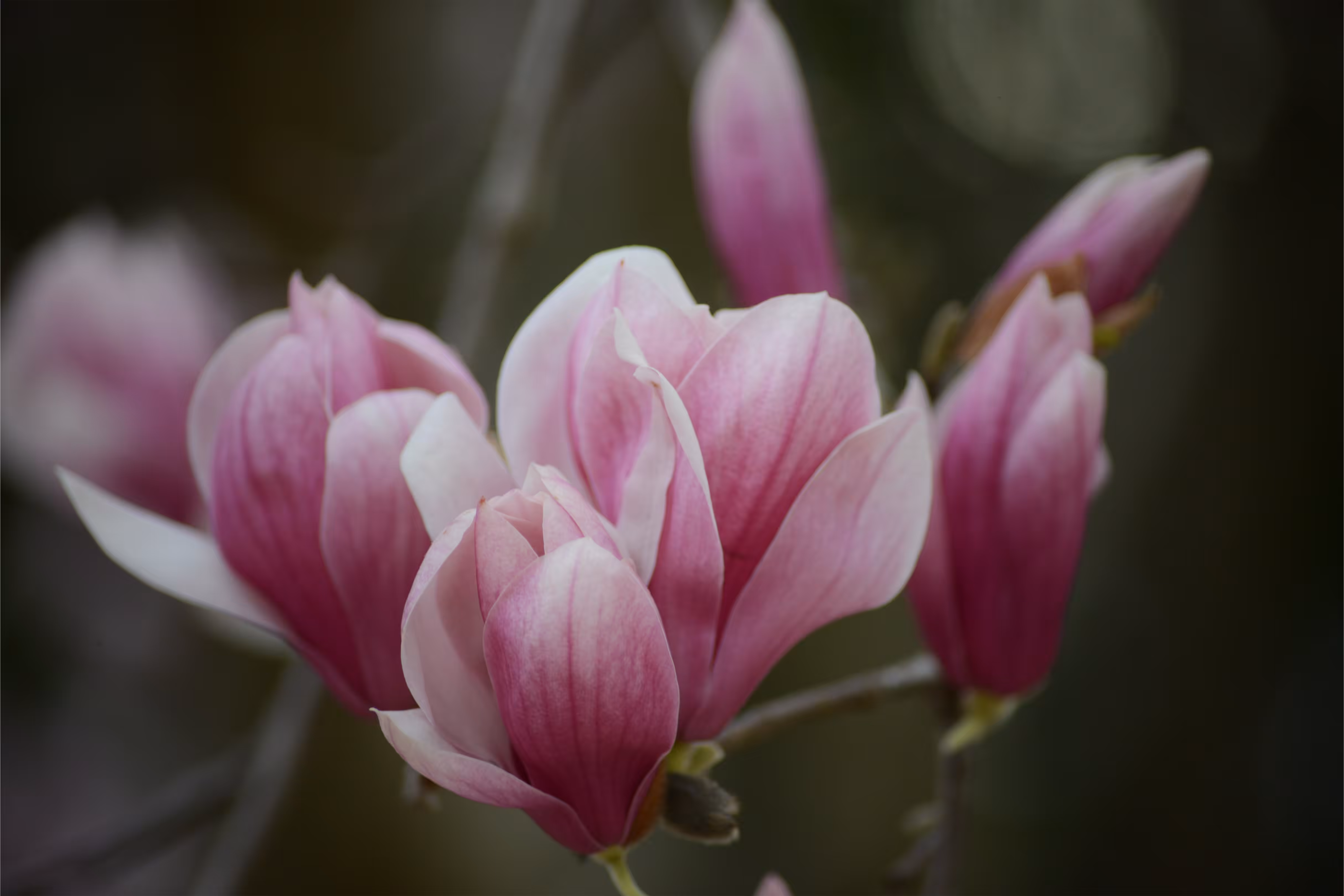 Beautiful Magnolias