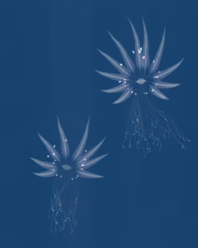 Cyanotypes #232
