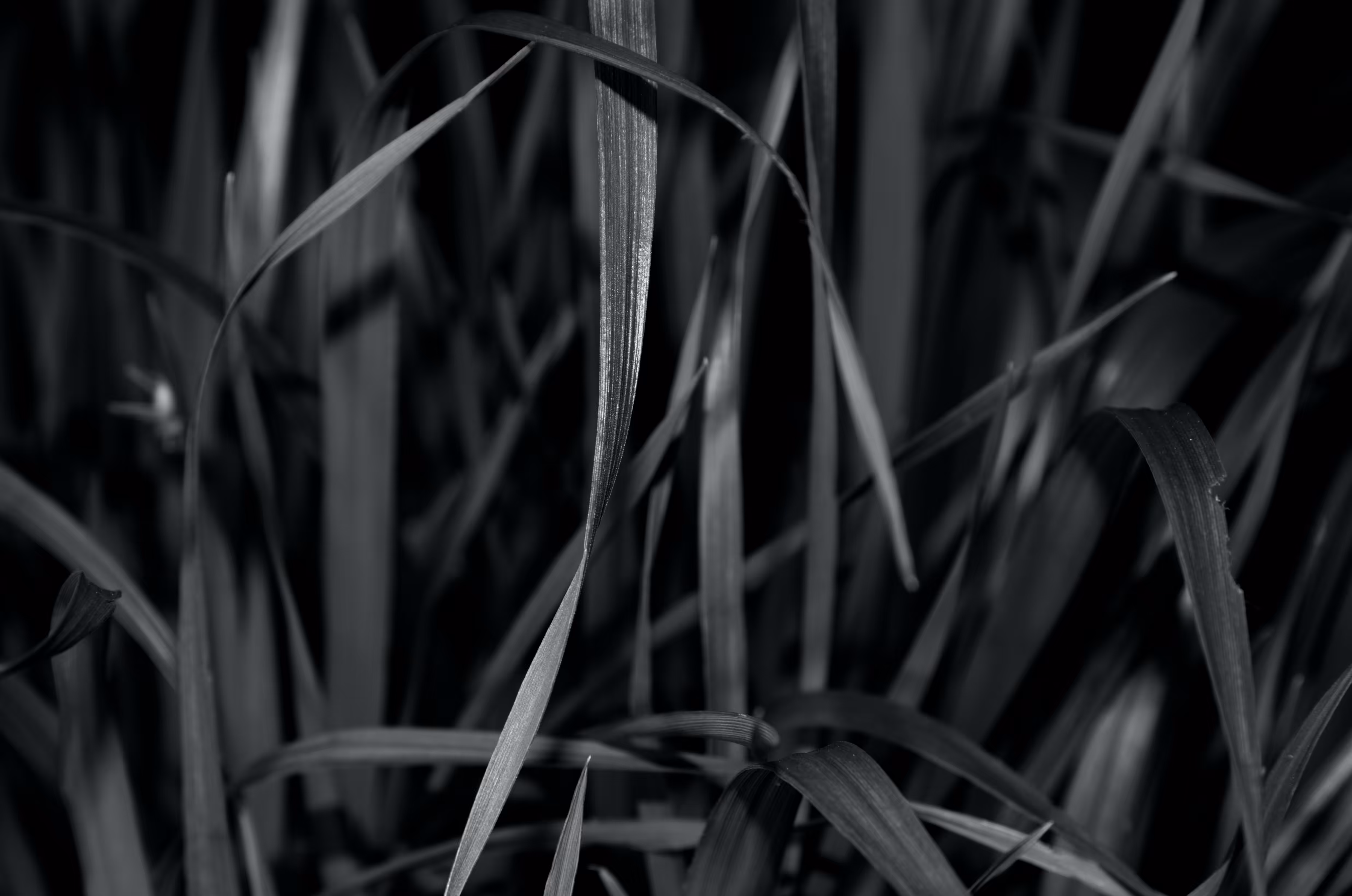 Heaven Series: Mark of Darkness D7000 #234