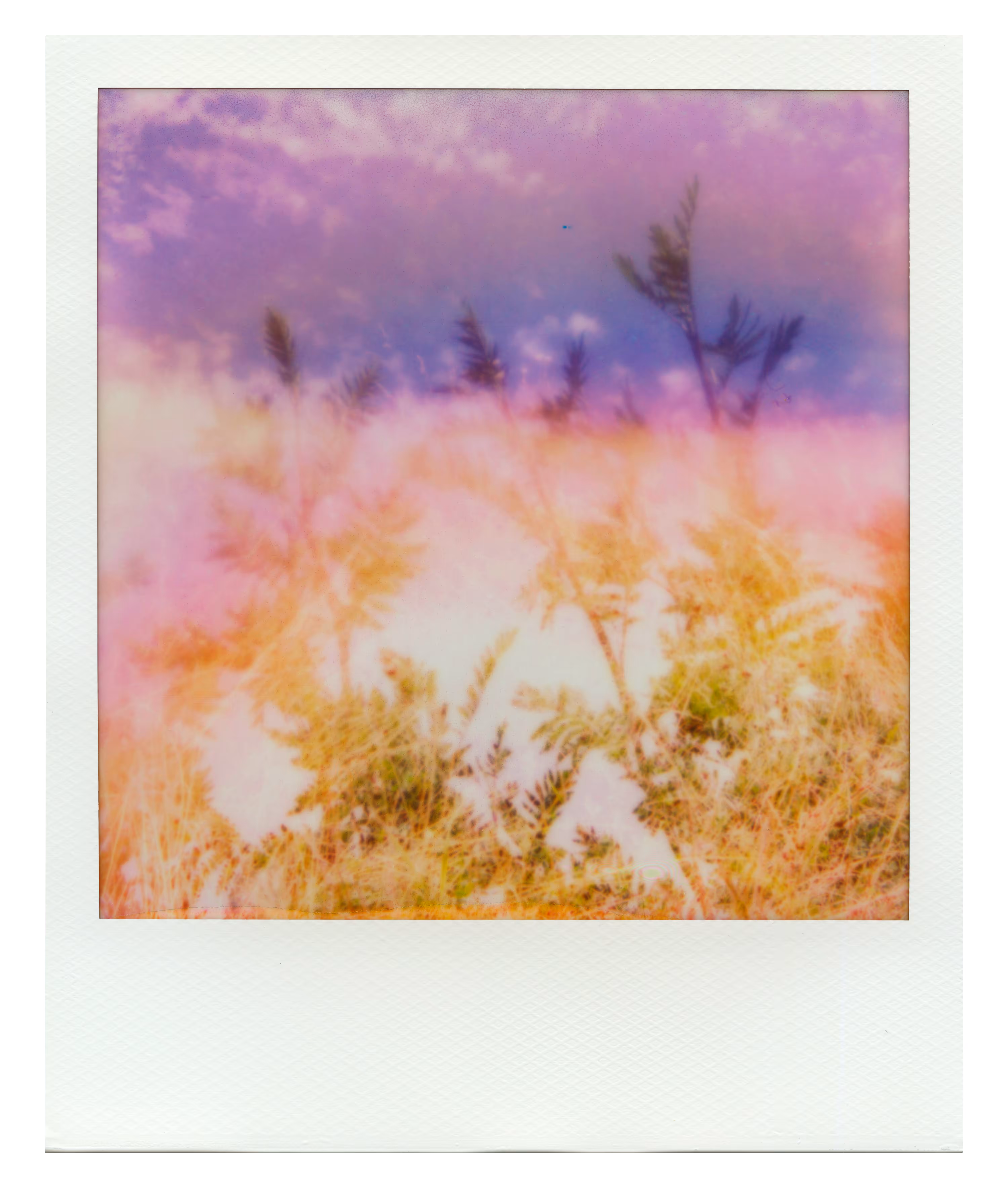 Endless Summer  |  10  | Manifestation