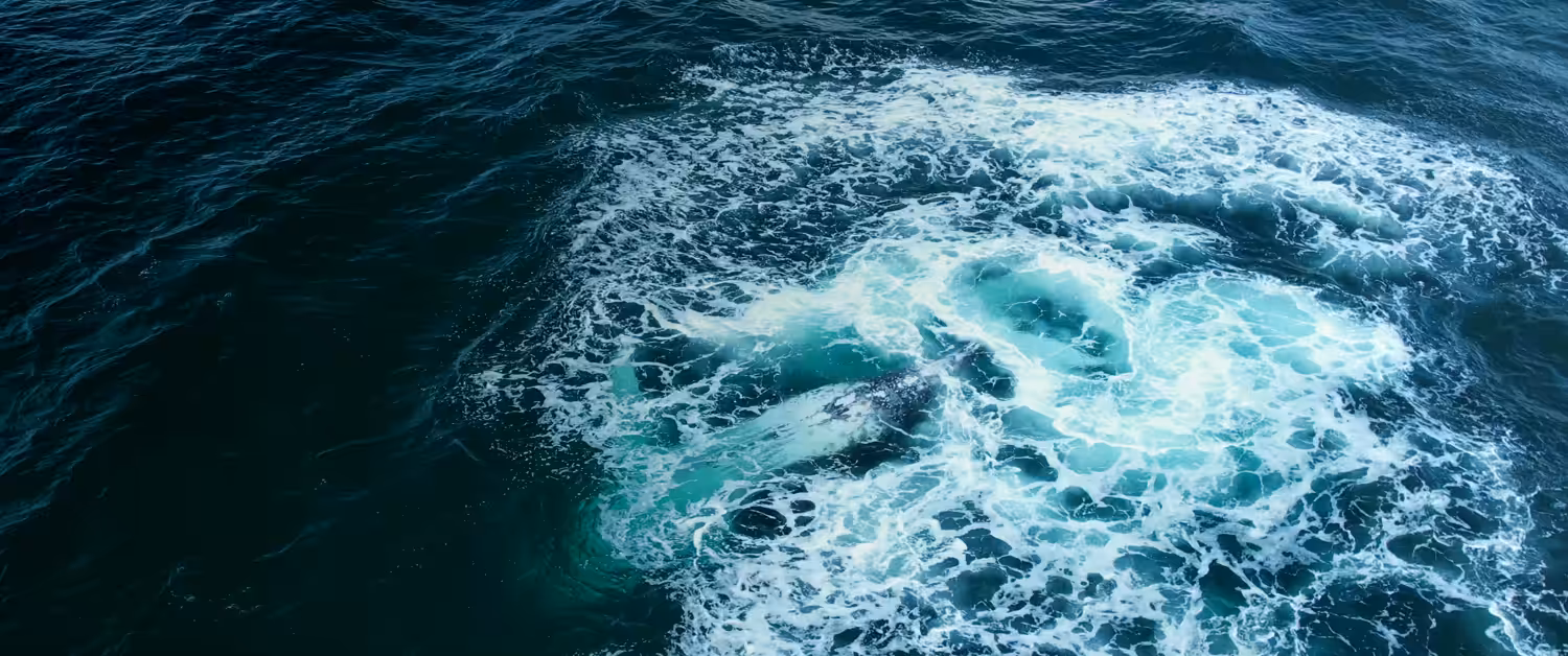 Ocean Dance