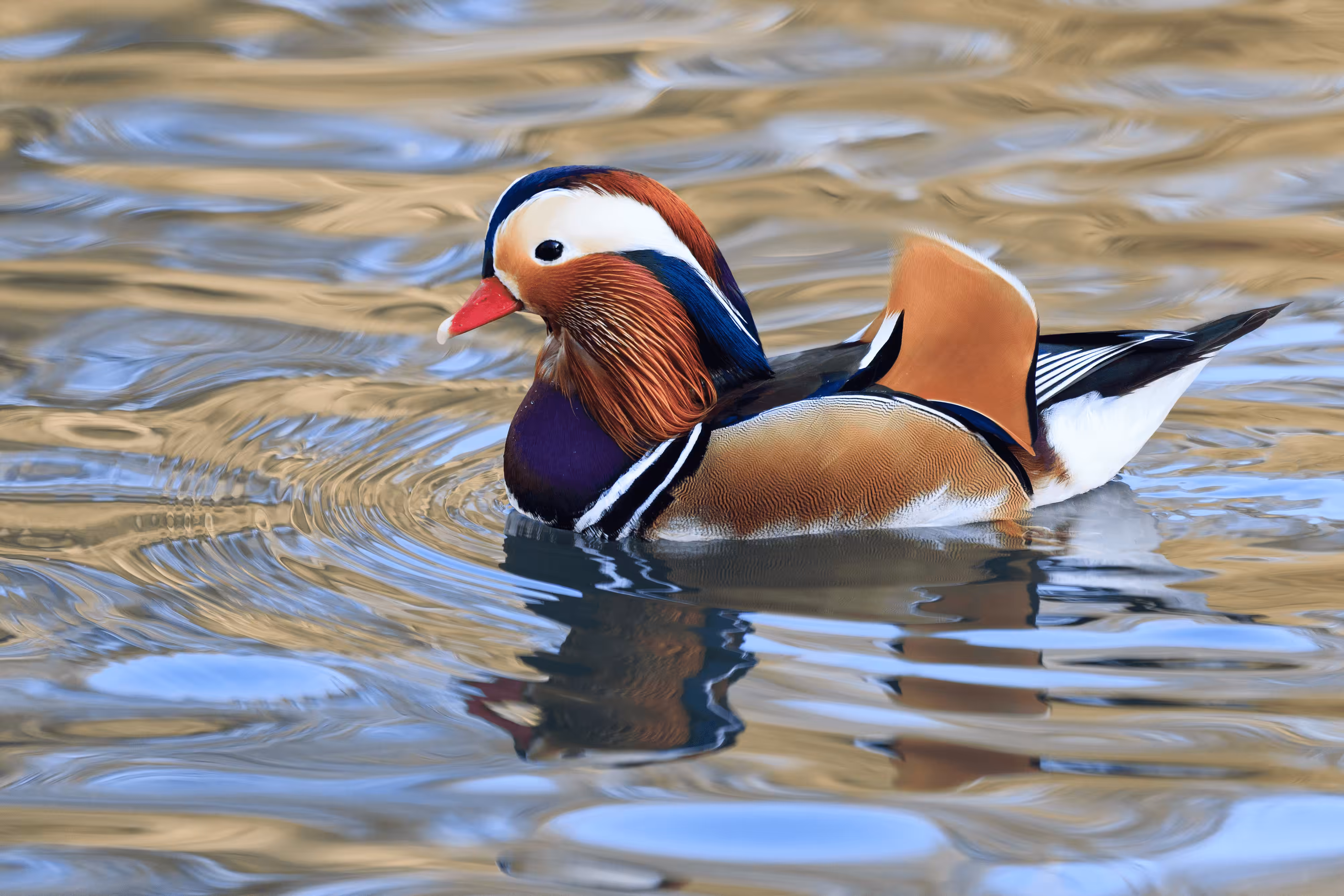 Mandarin Duck