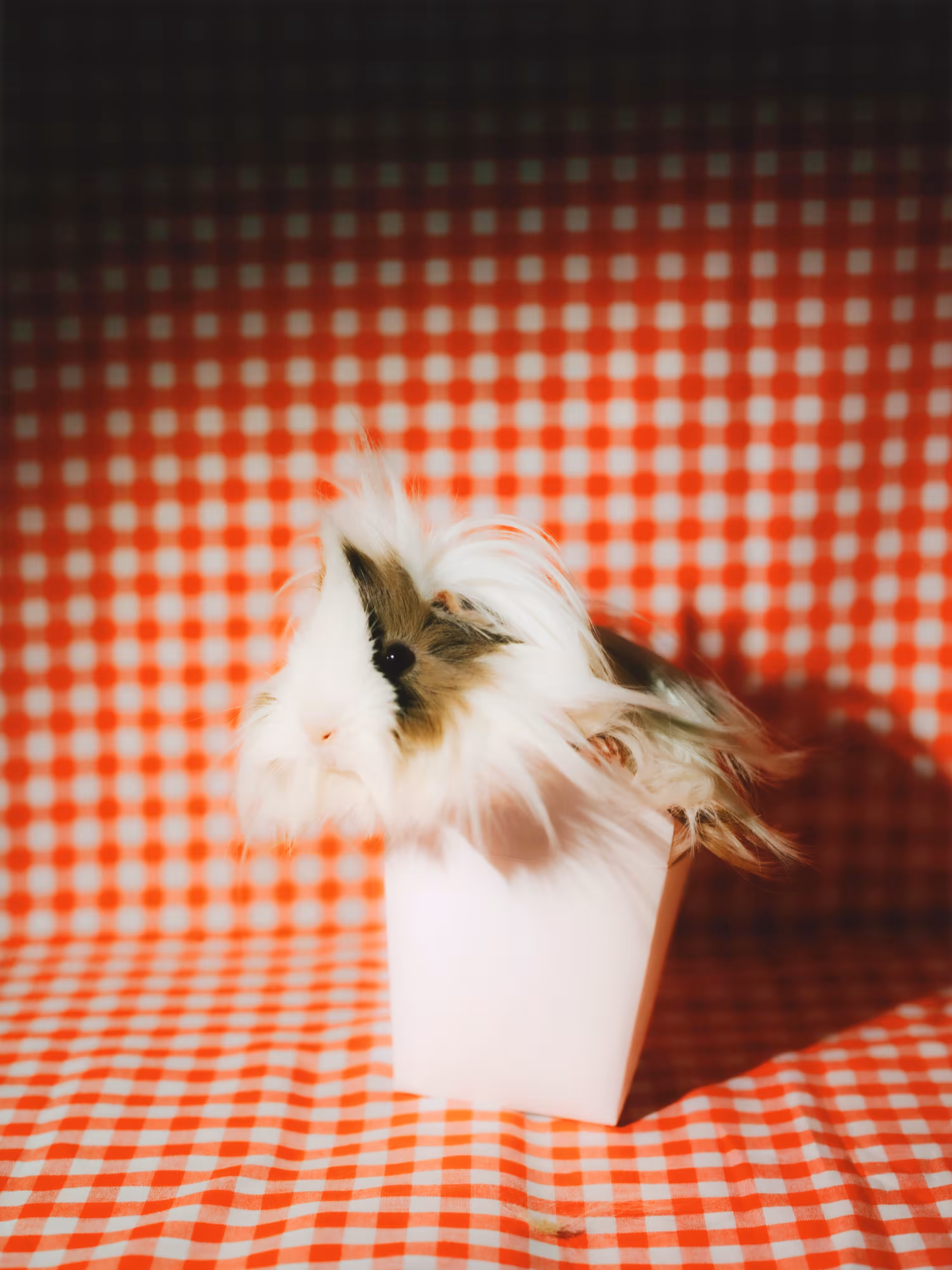 Fancy — Guinea Pig ①