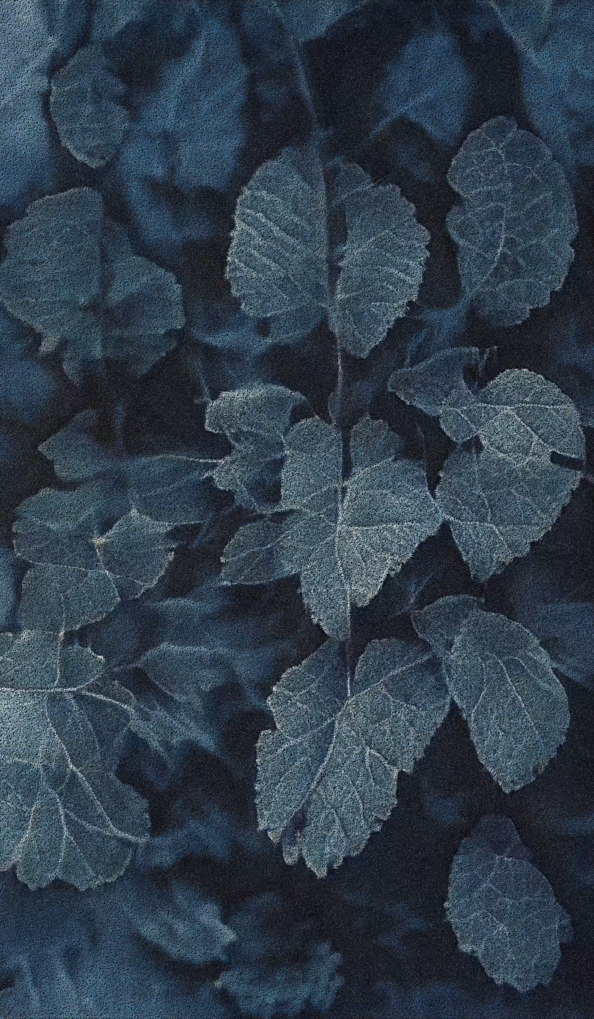 APPARATUS-VITIS: Apparatus Vitis #40