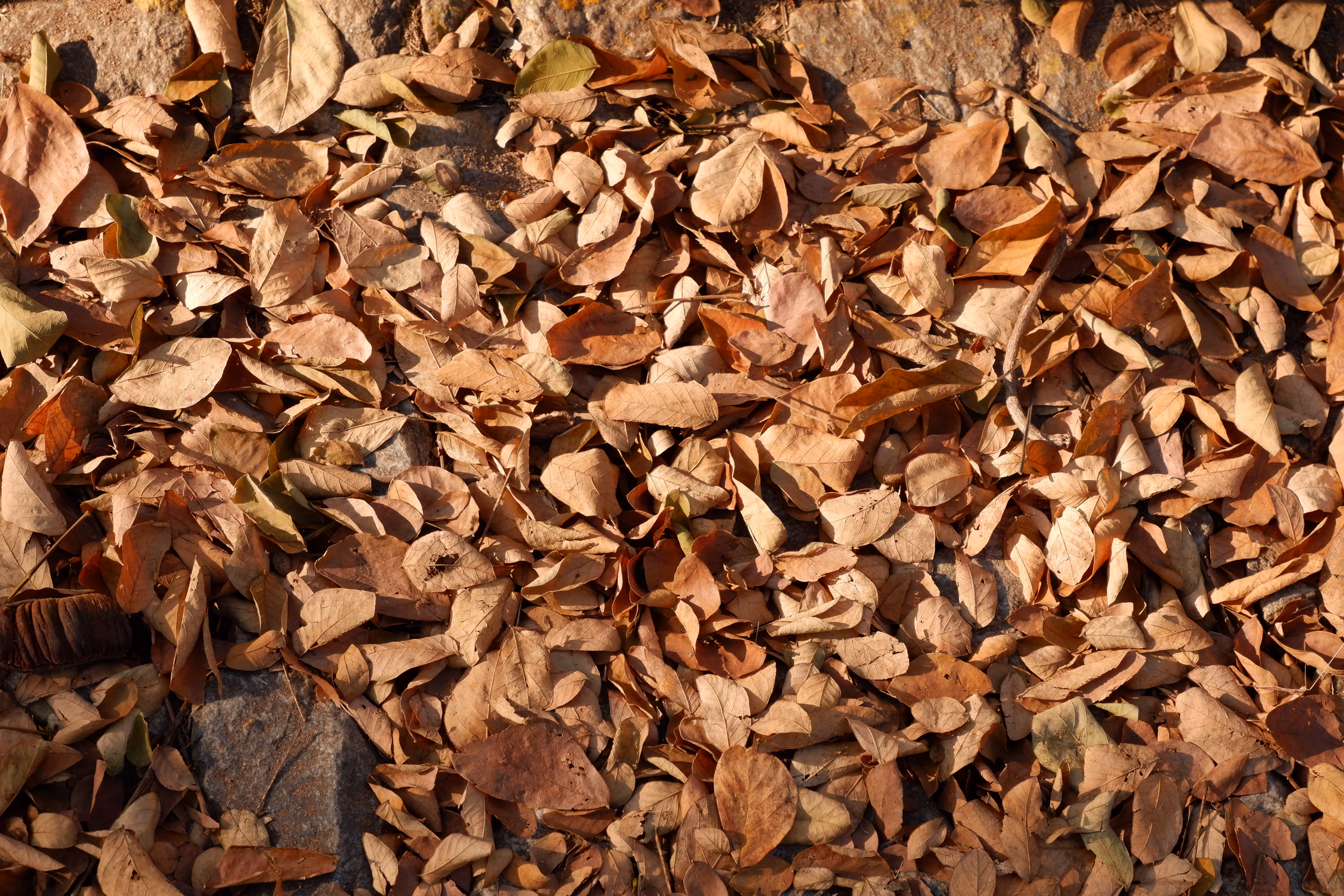 Natural Pattern #1