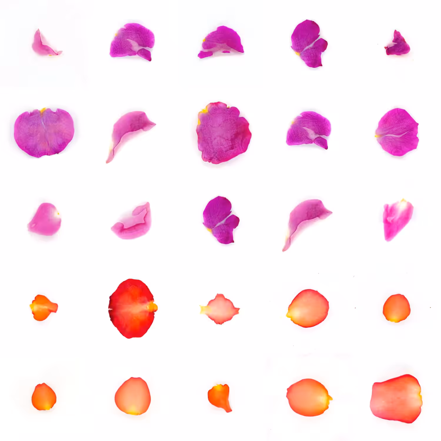 Infinite Petals 5x5#20345