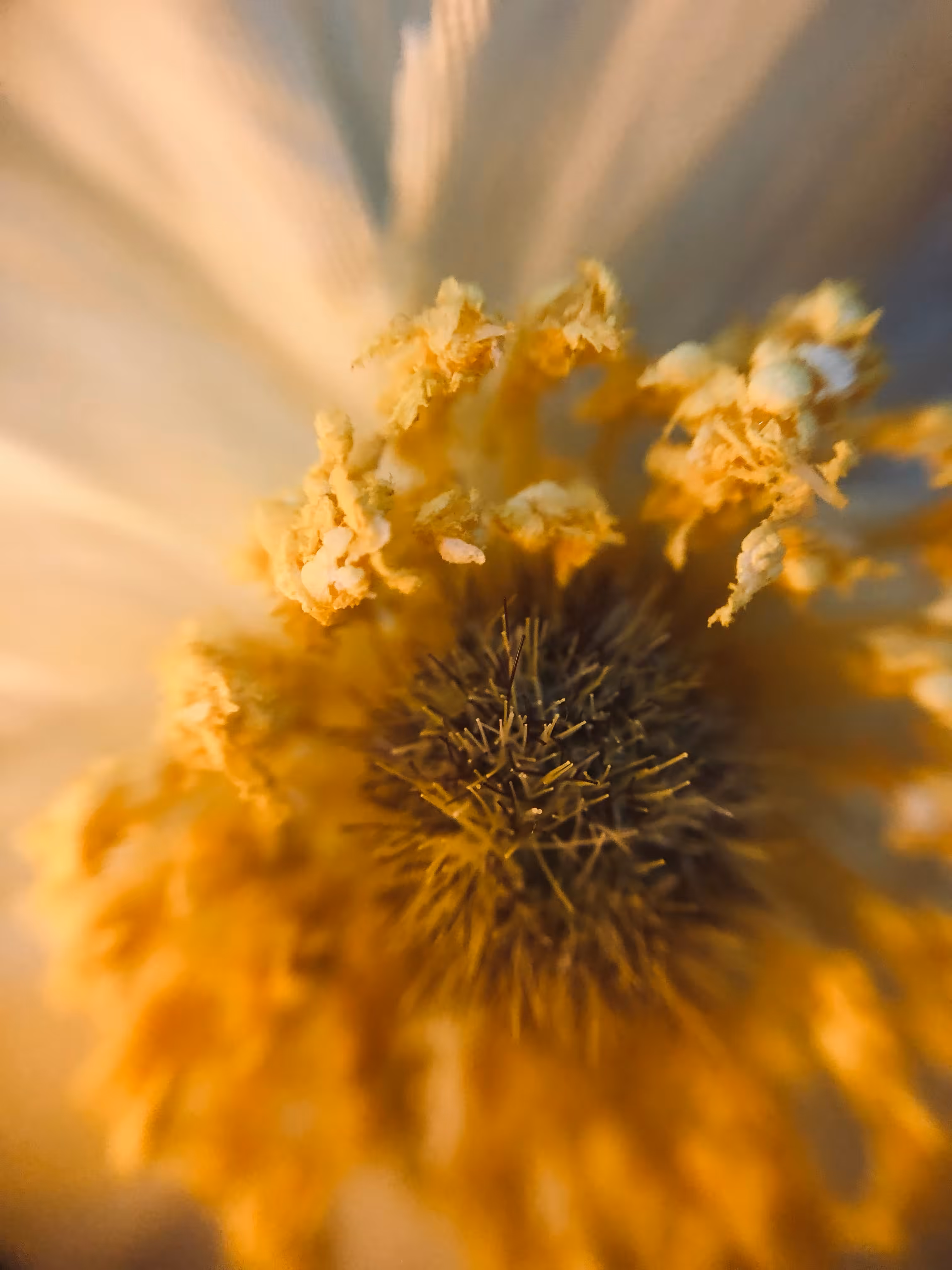Zoom in 01 - Yellow flower