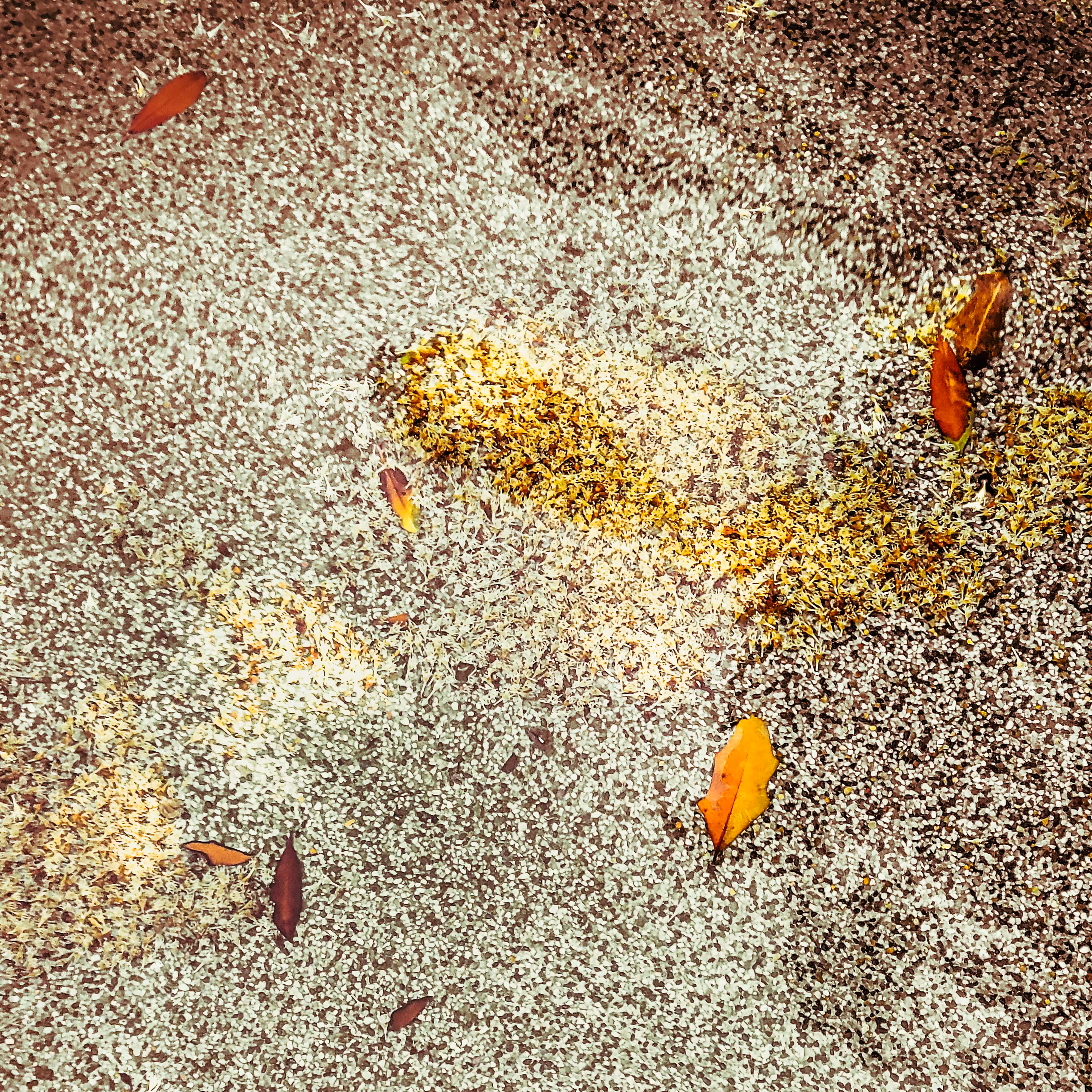 Fallen Leaves