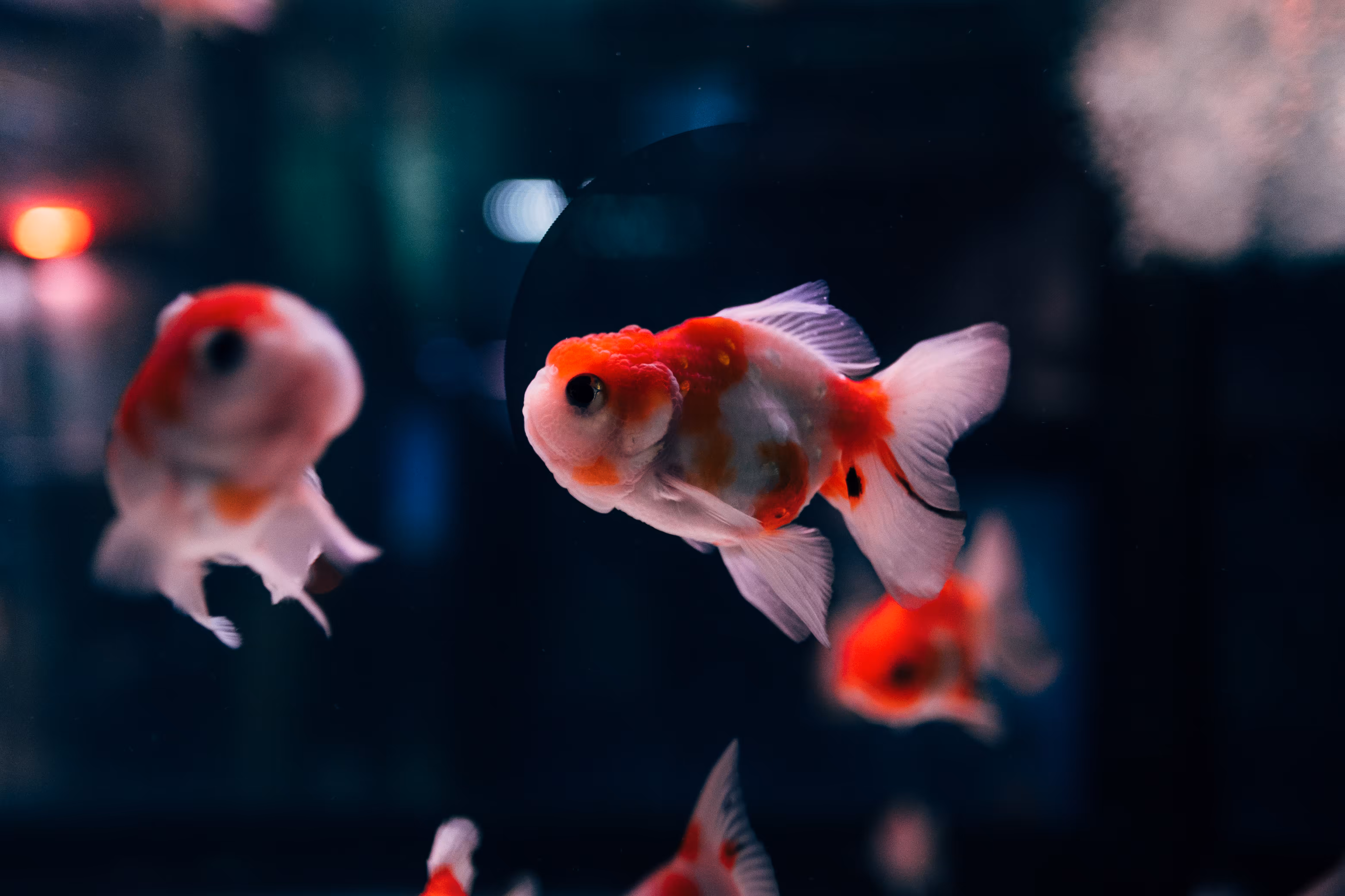 Goldfish