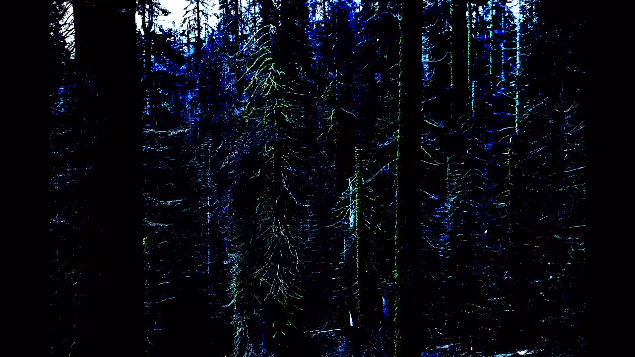 Forest Spirits