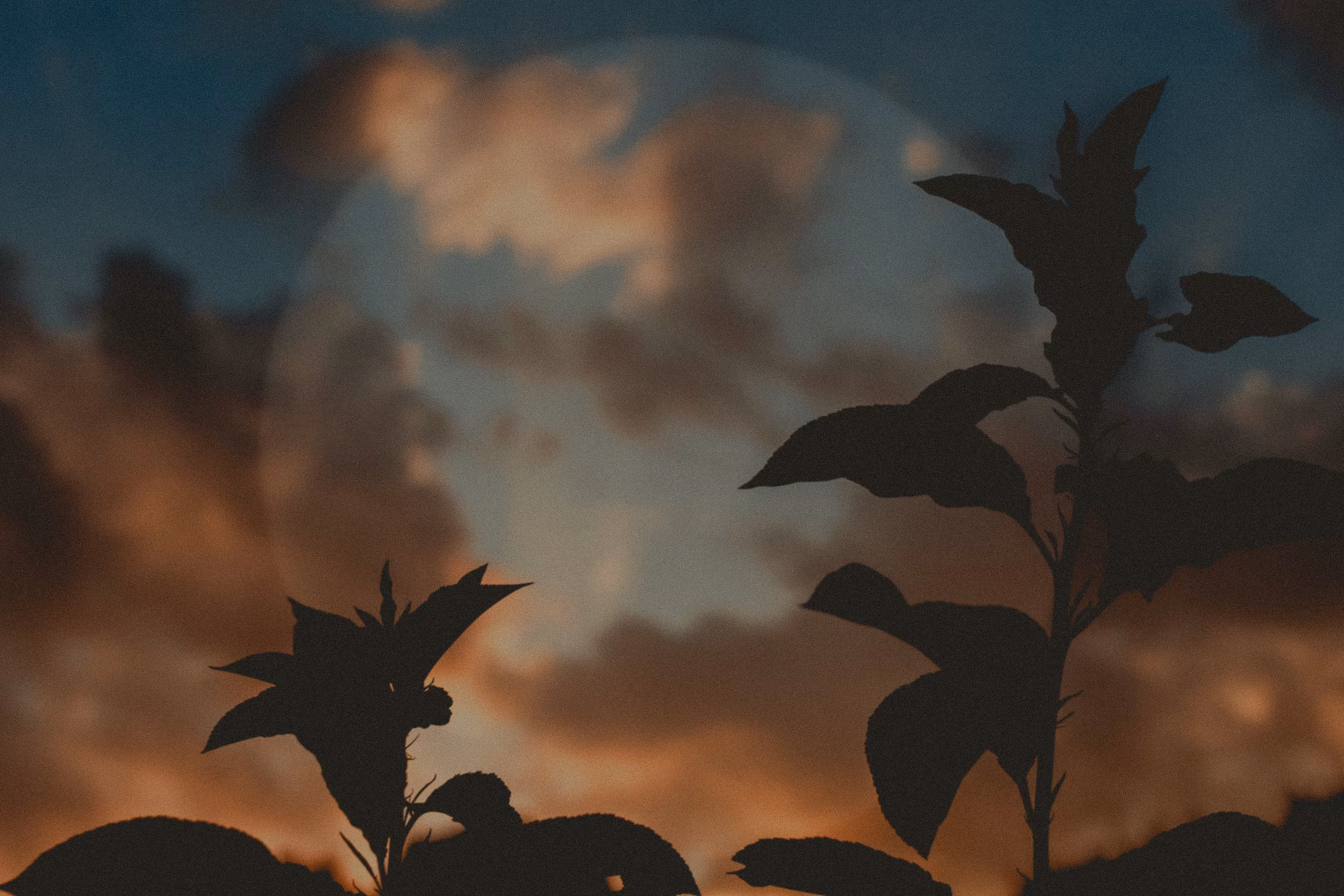 summer nights
