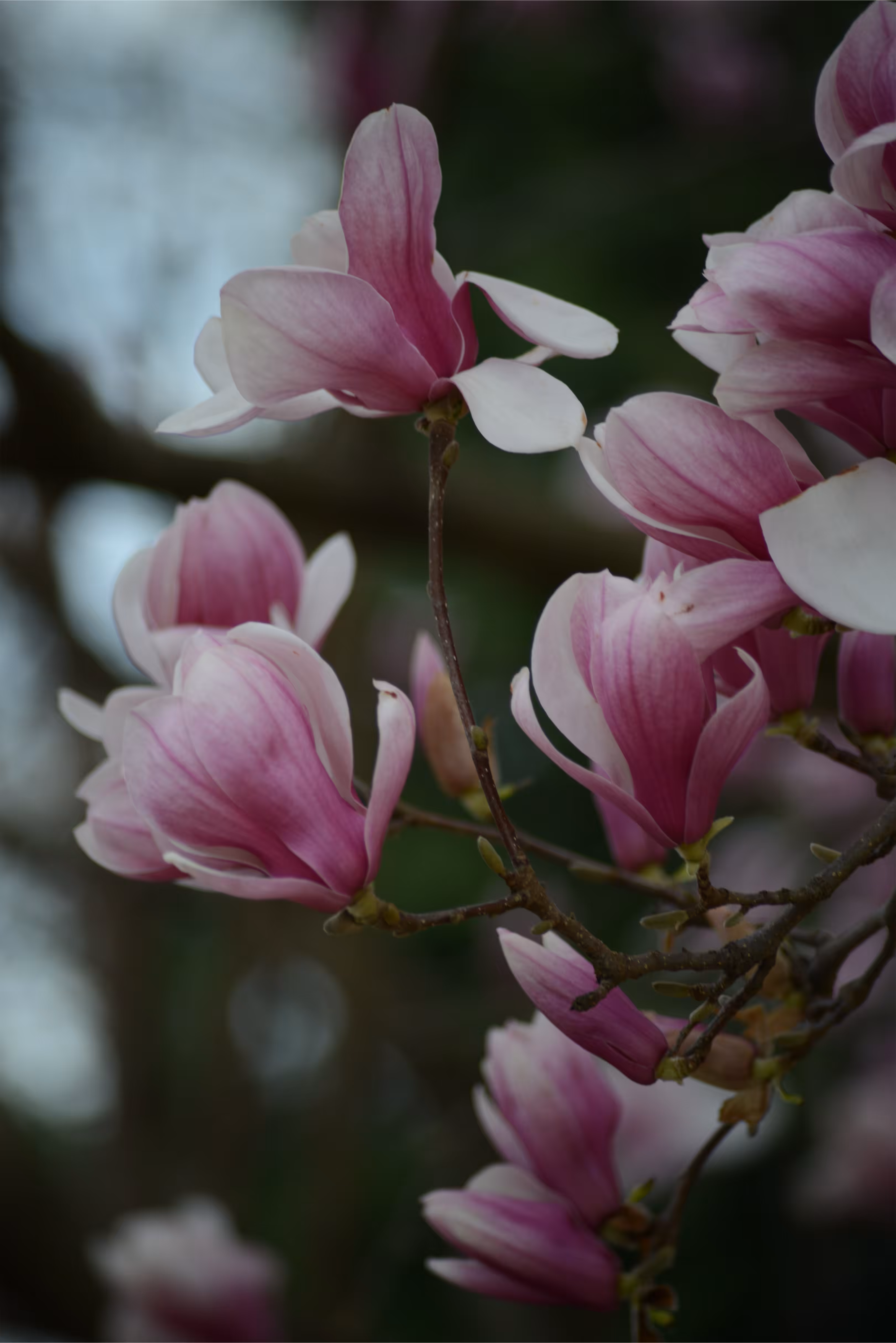 Magnolias 2