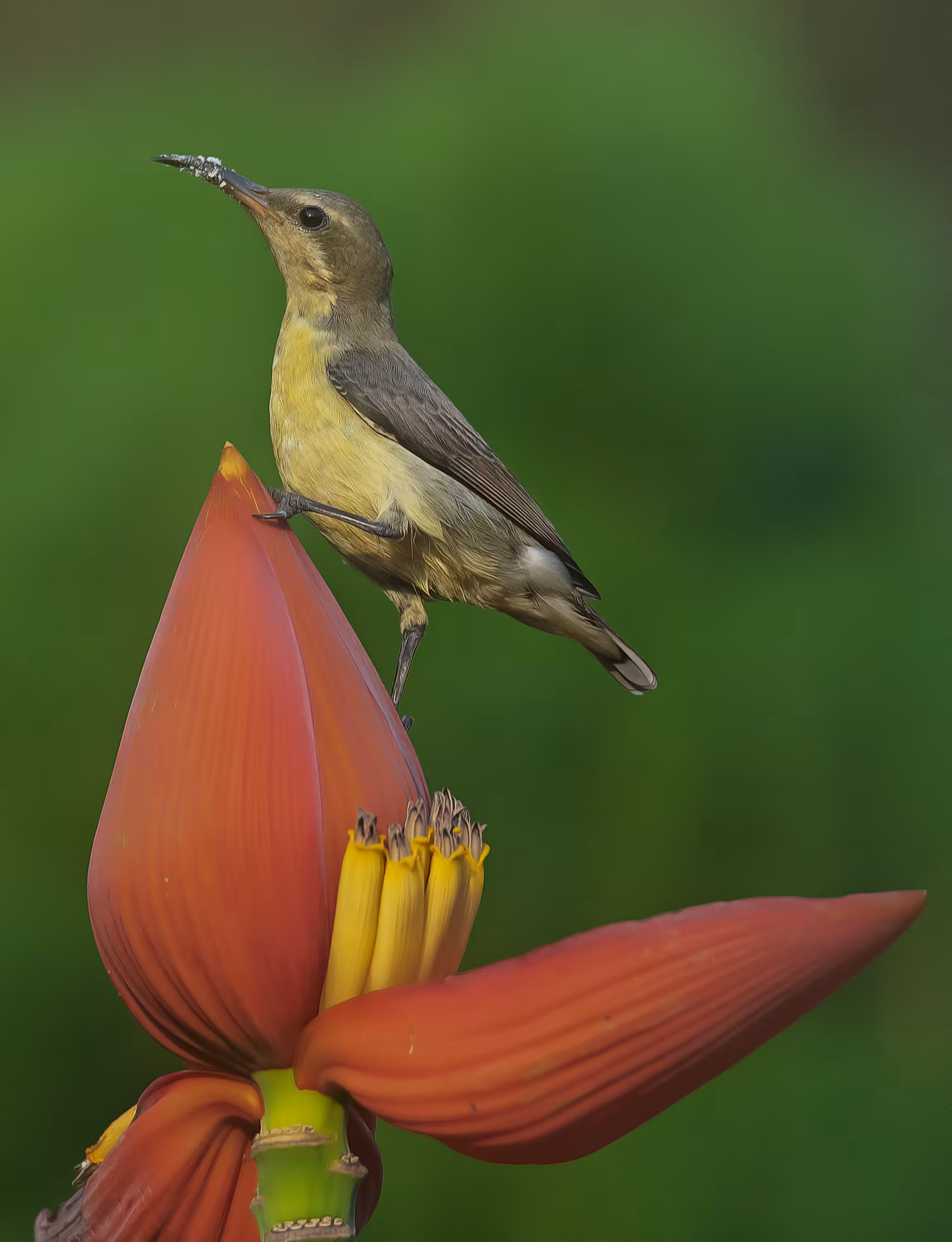 Purple Rumped Sunbird (Female) 
