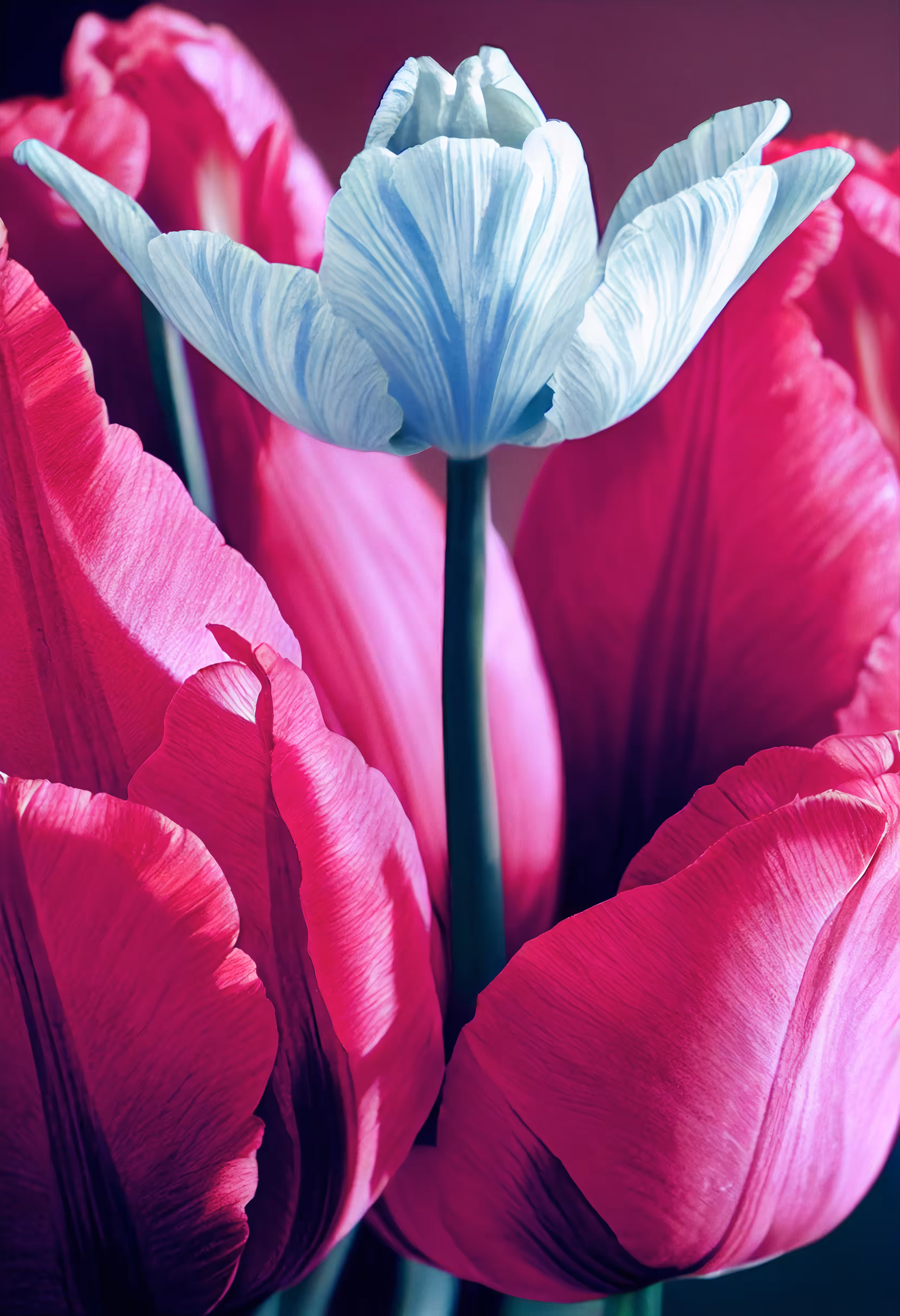 A Flower, Just For You. #224