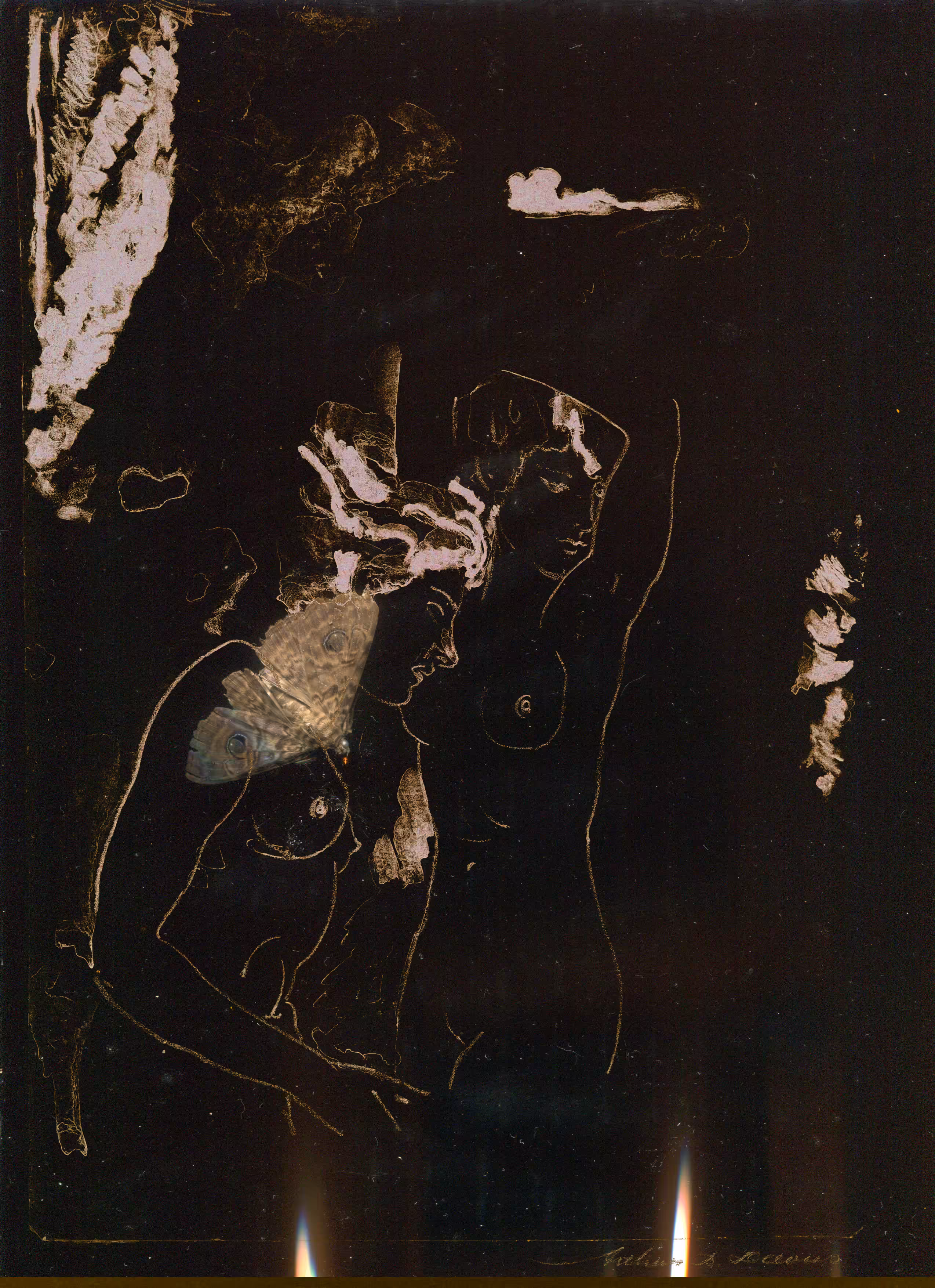 Plate 033 _ Moth Bodies