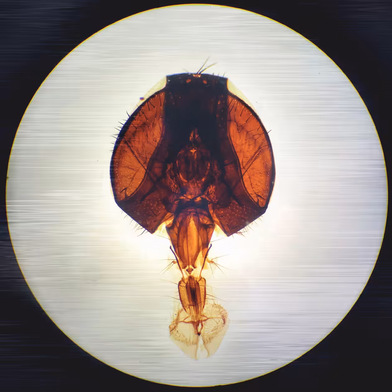Musca