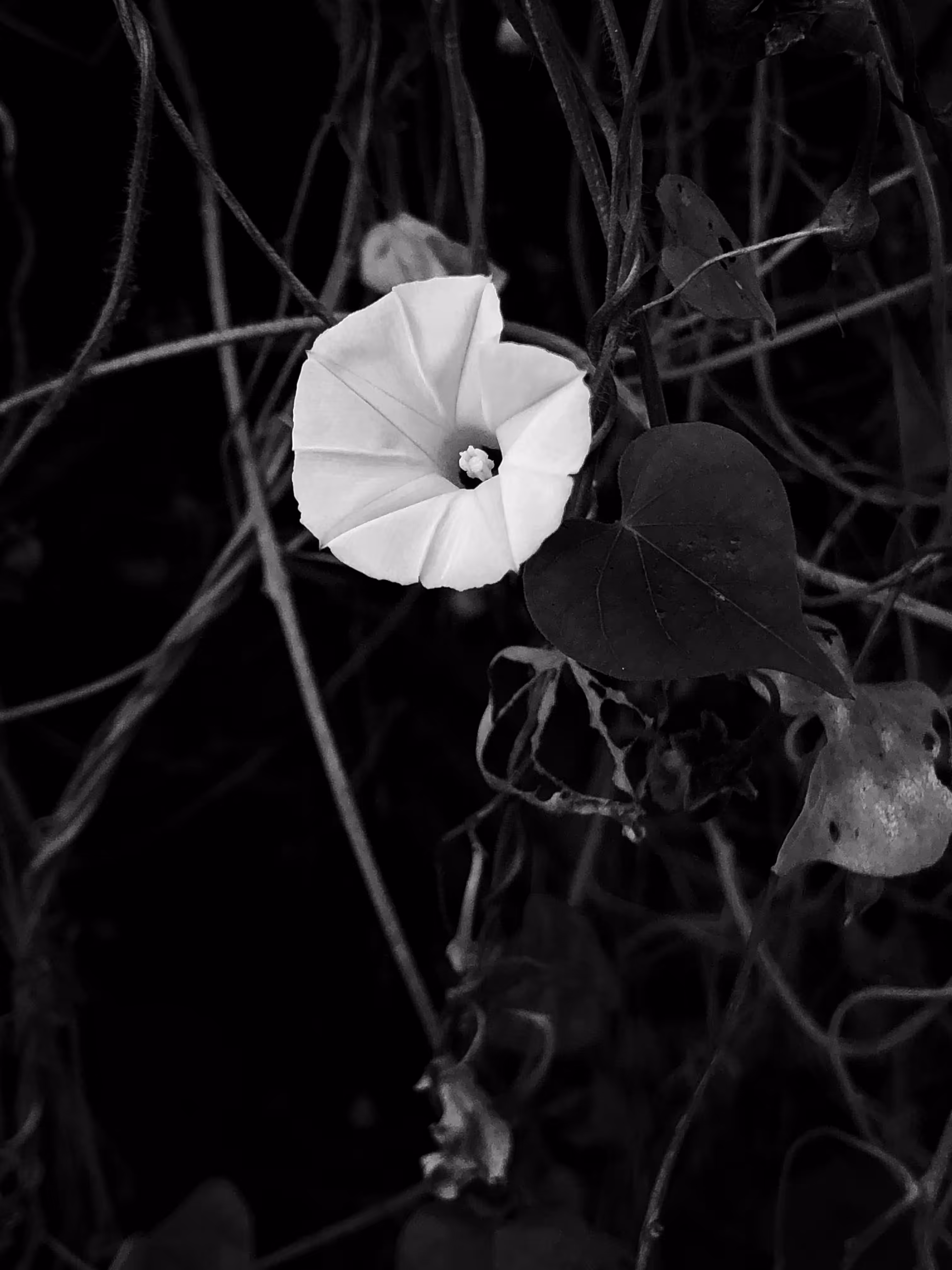 nature(mido) #29