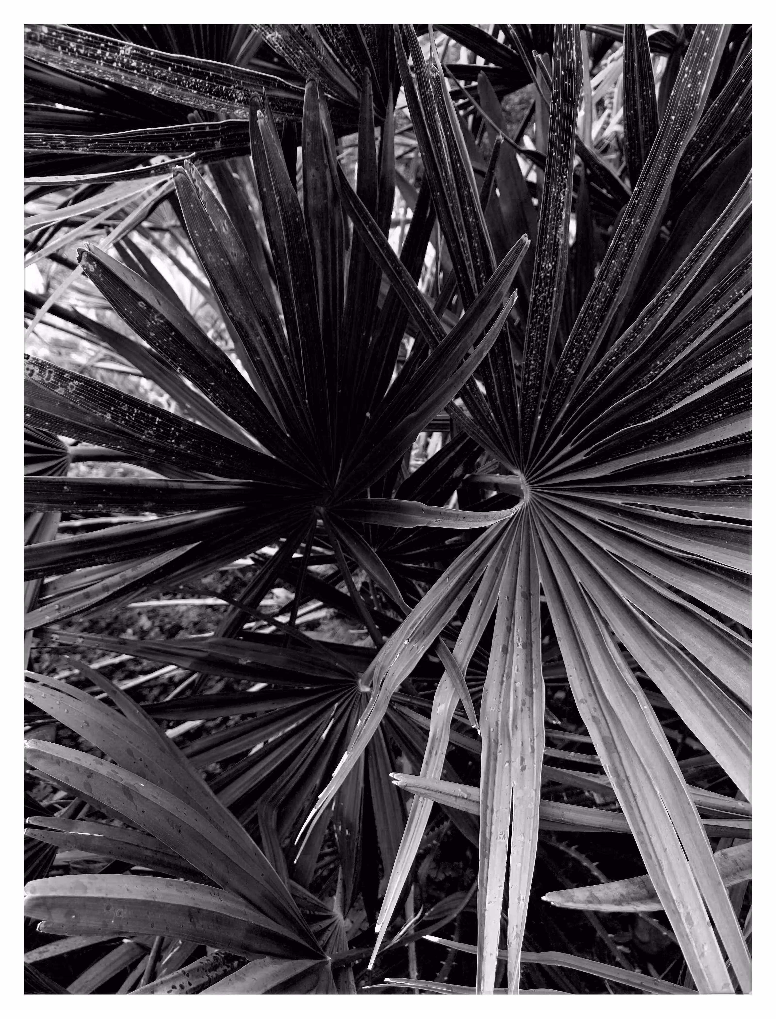 FLORA 6