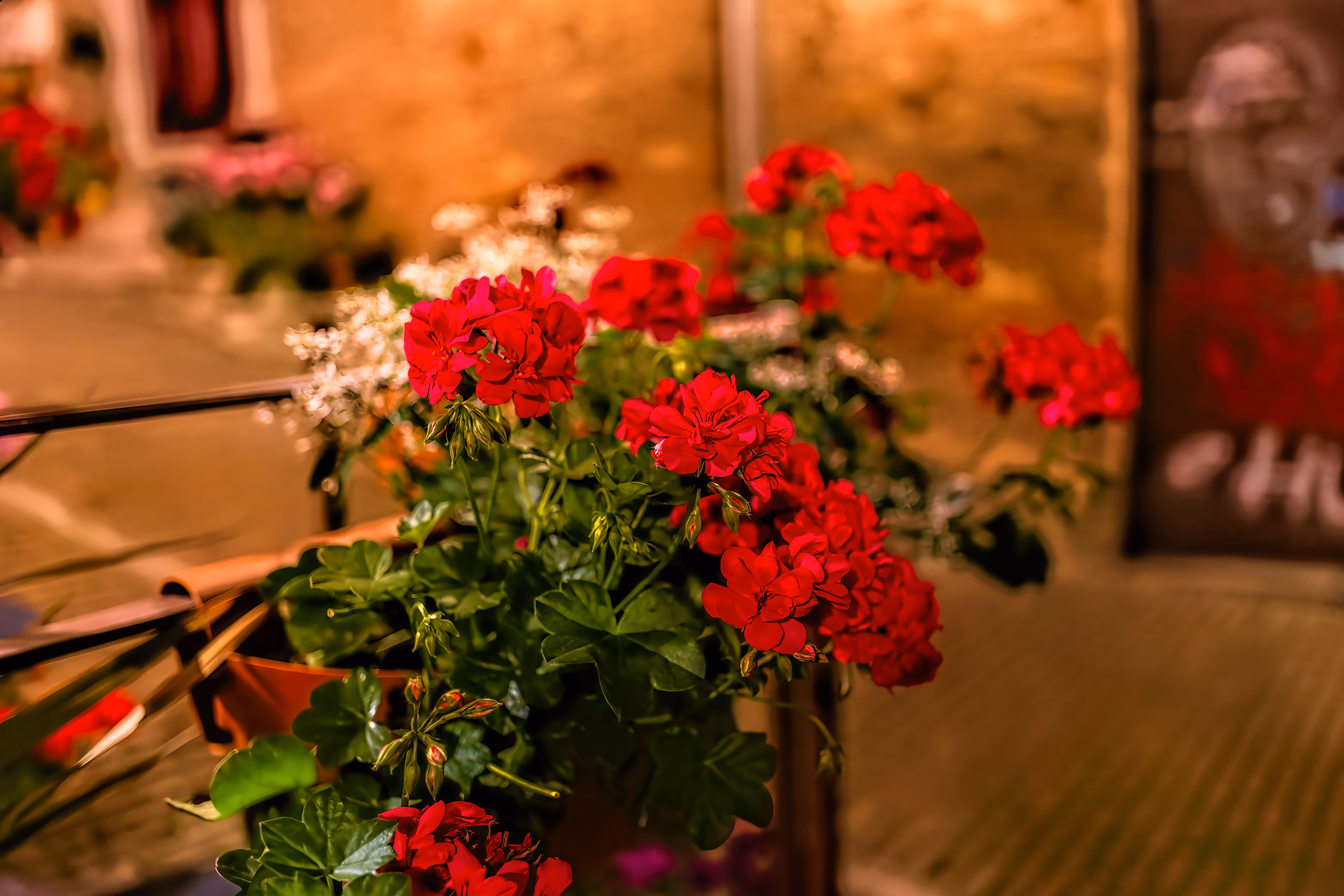 Photography for Advertising, Branding & Editorial: Evening Geraniums in Urbino – A Touch of Red