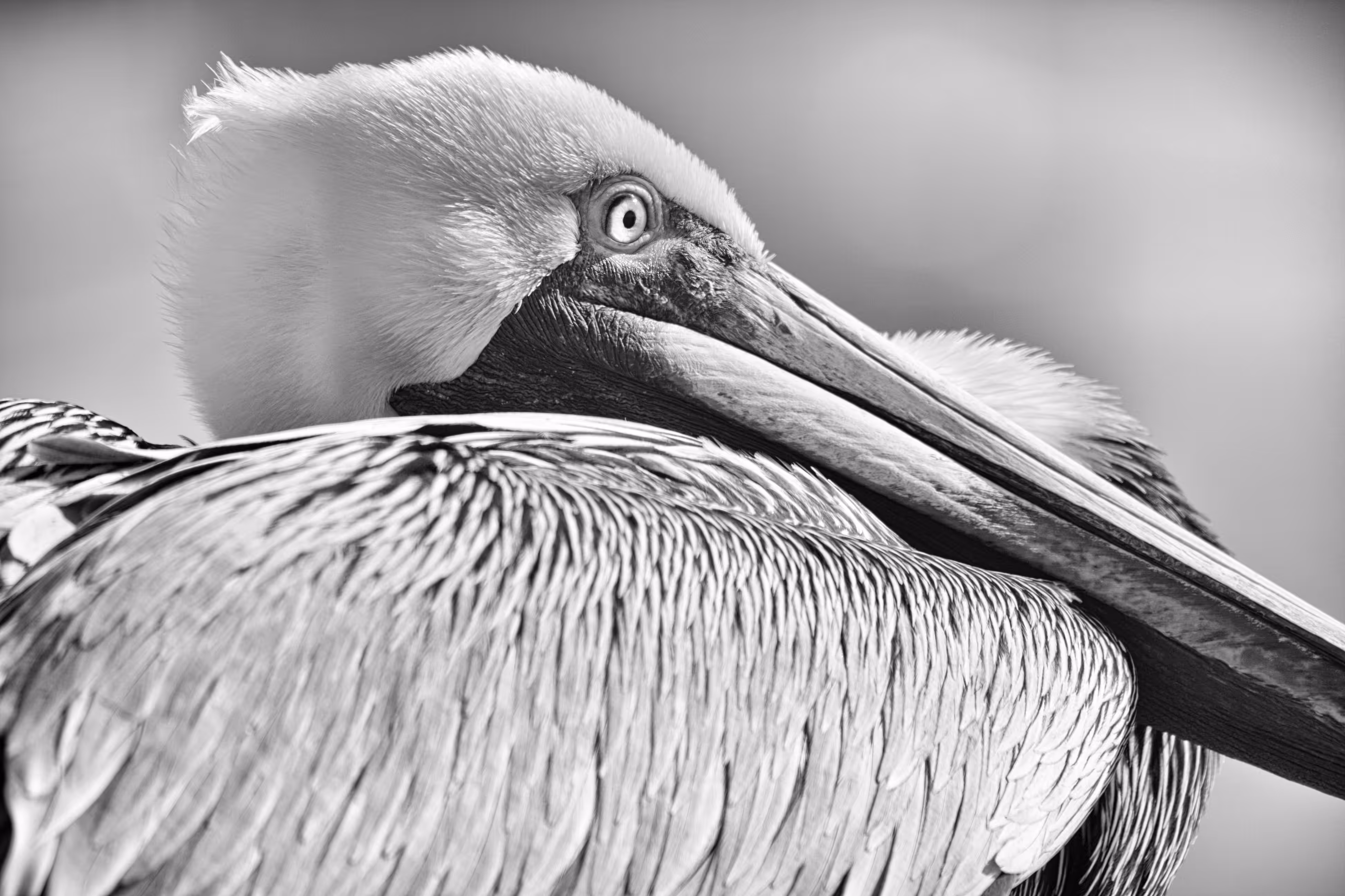 Brown Pelican