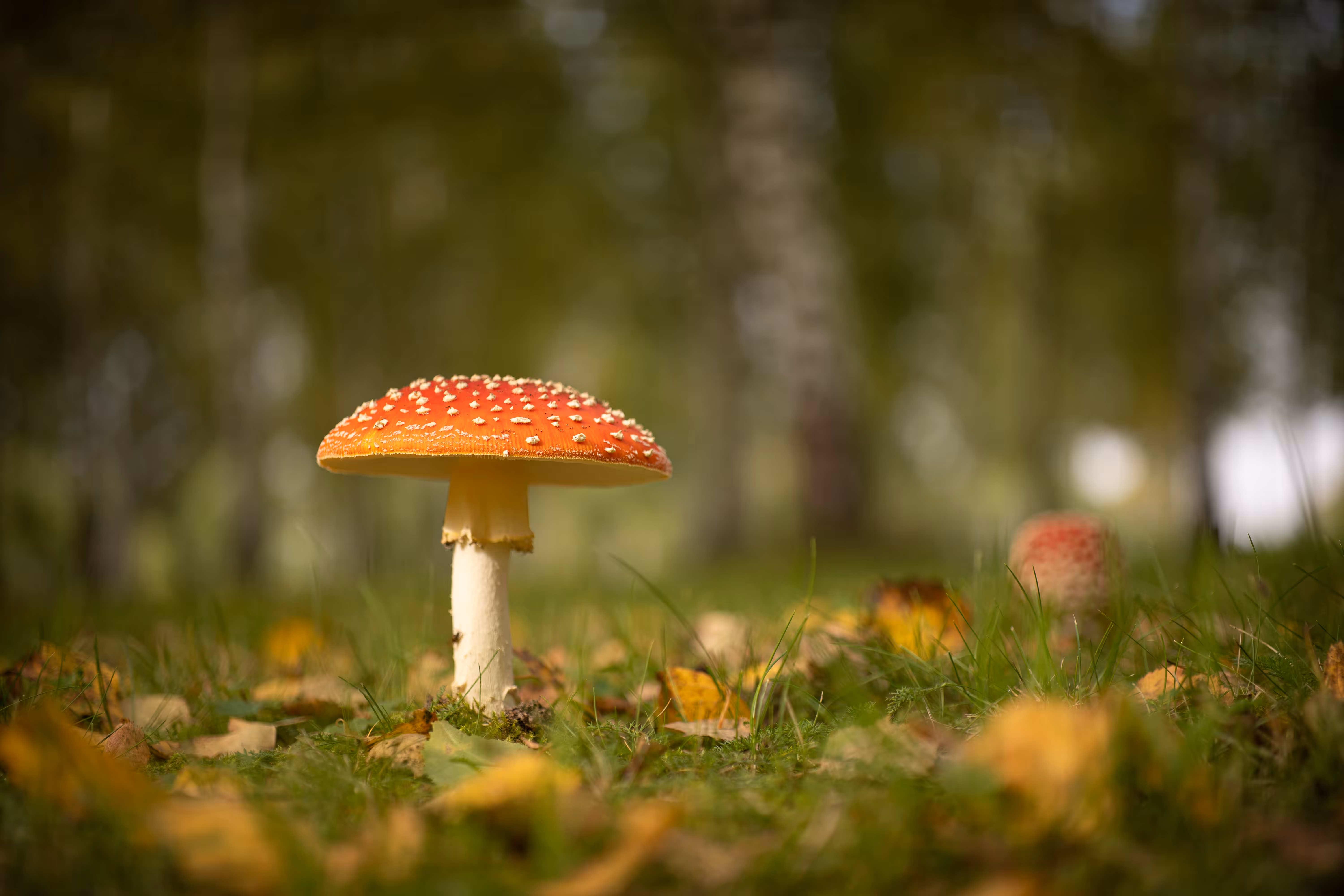 Mushroom